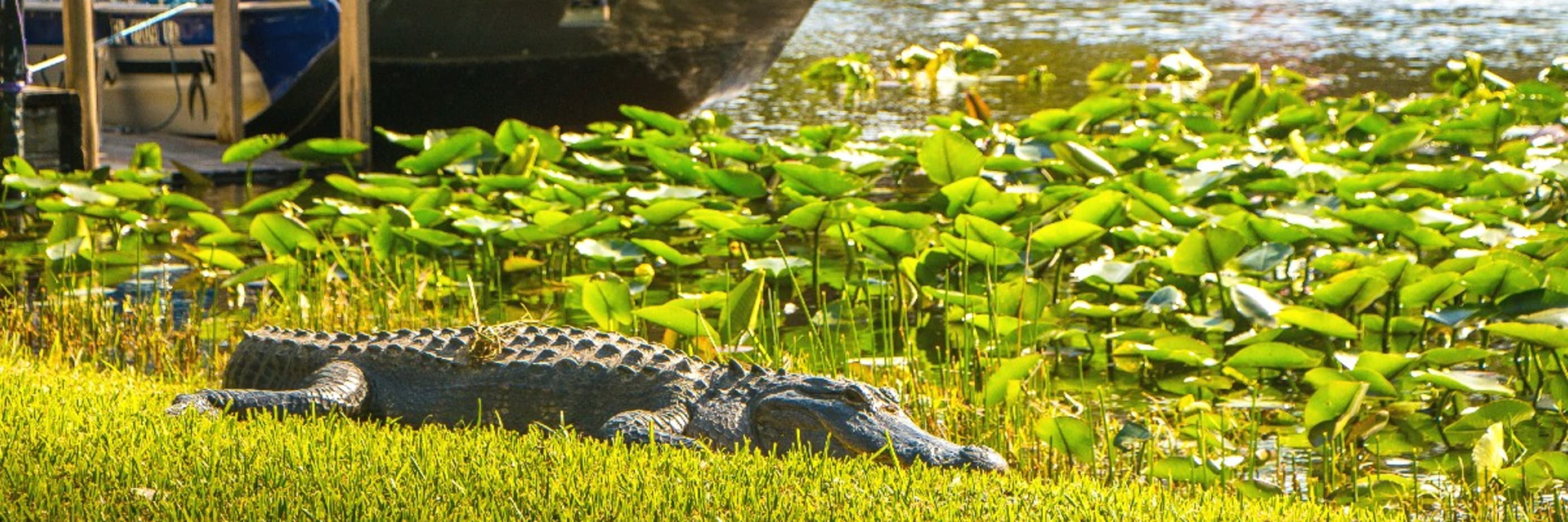 Gray Line Miami: Everglades Airboat Adventure Tour | Go Miami Pass