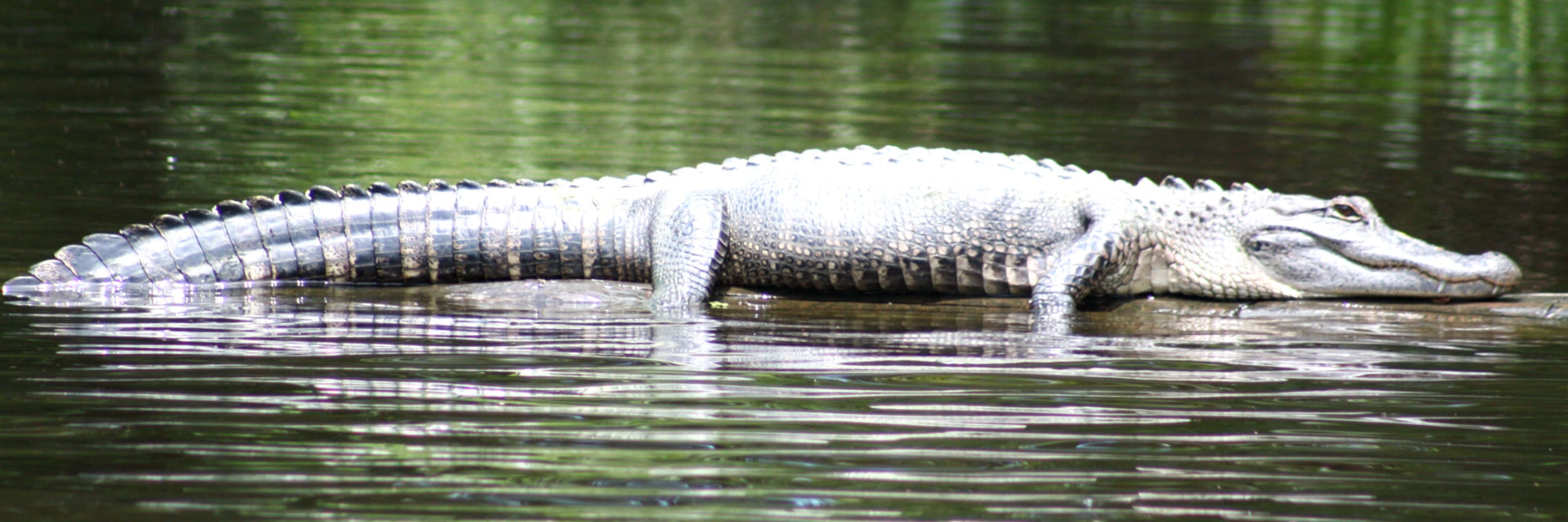 Cajun Pride Swamp Tours