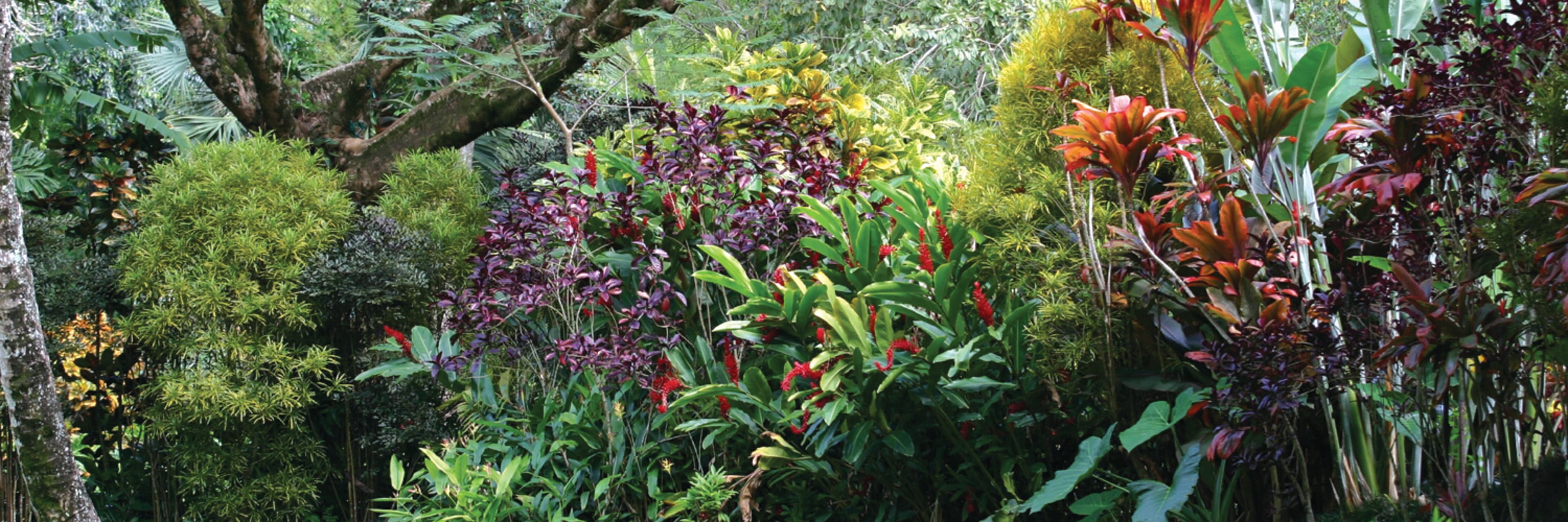 Waimea Valley 2