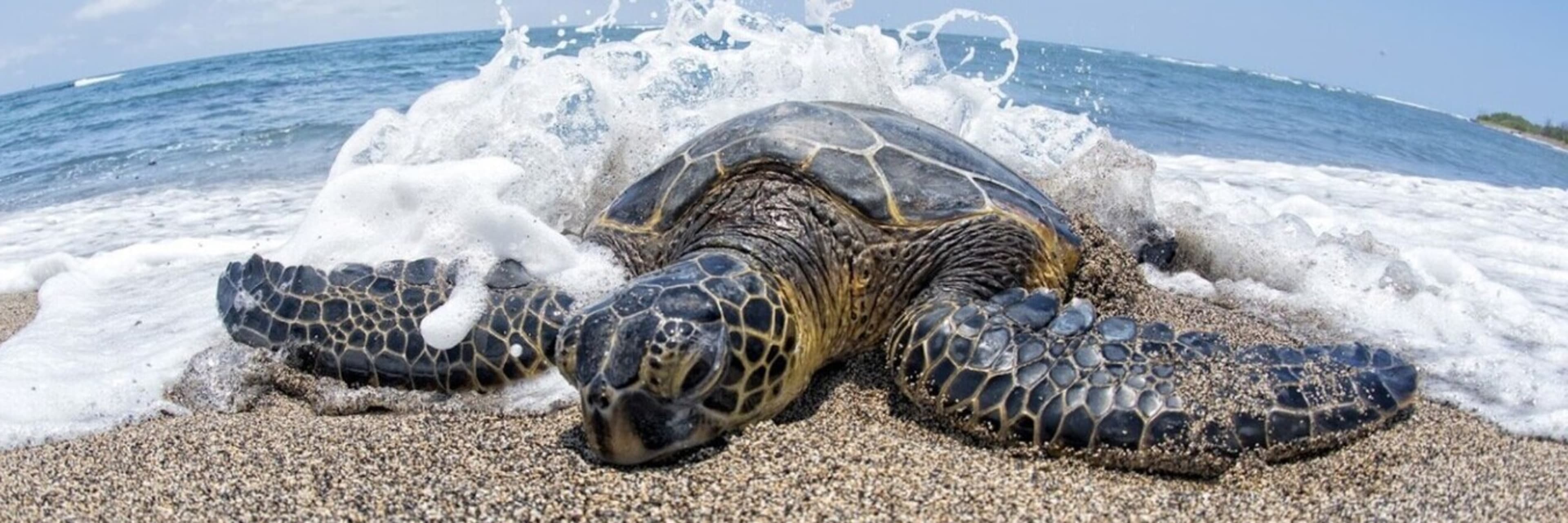 A green sea turtle in Hawaii.