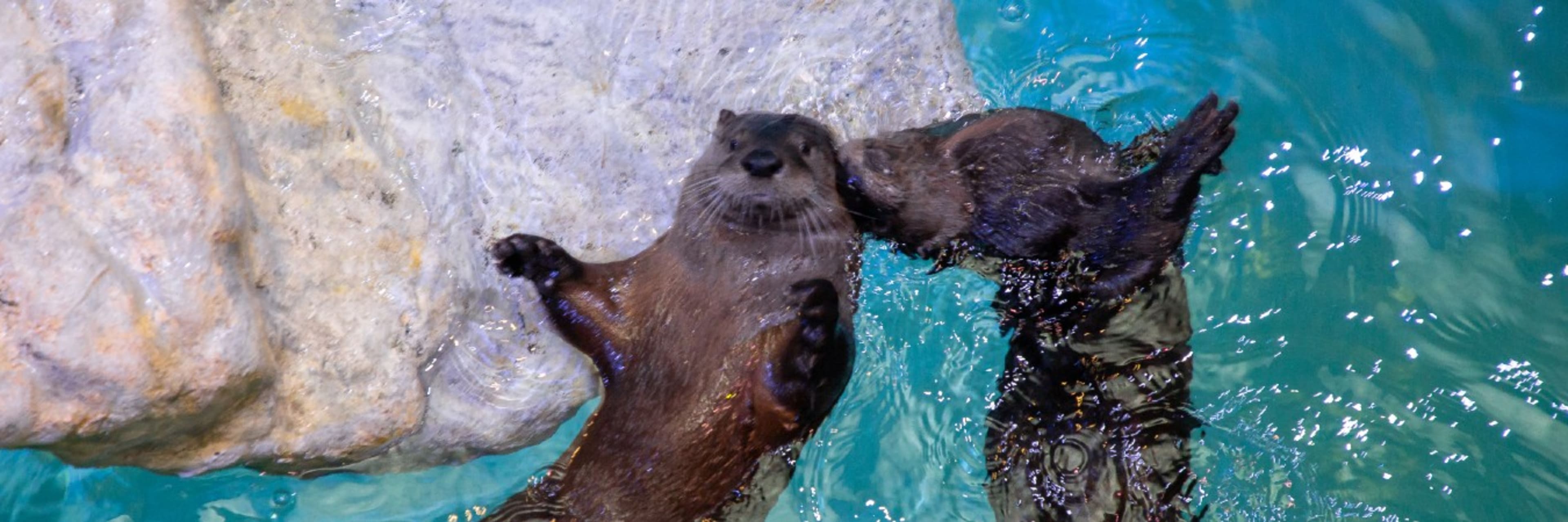 Clearwater Marine Aquarium Discount Tickets Go City®