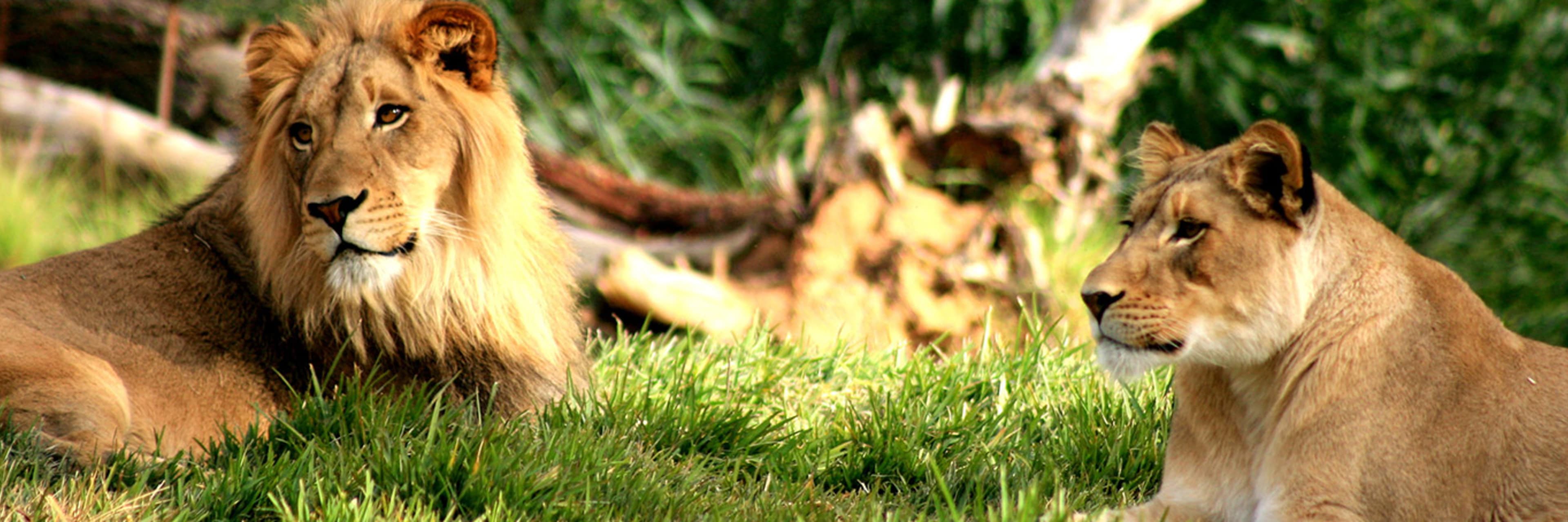 Philadelphia Zoo Lions