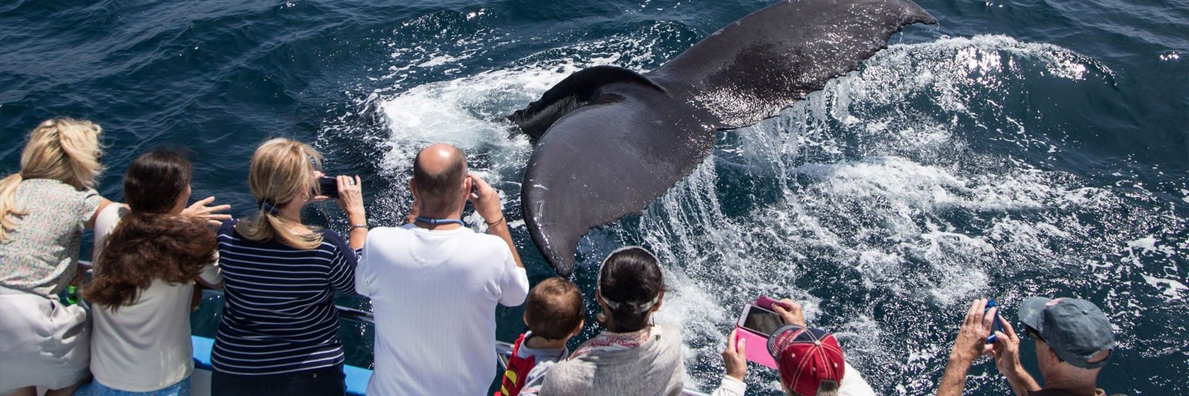 Whale Watching & Dolphin Cruises-Newport Landing