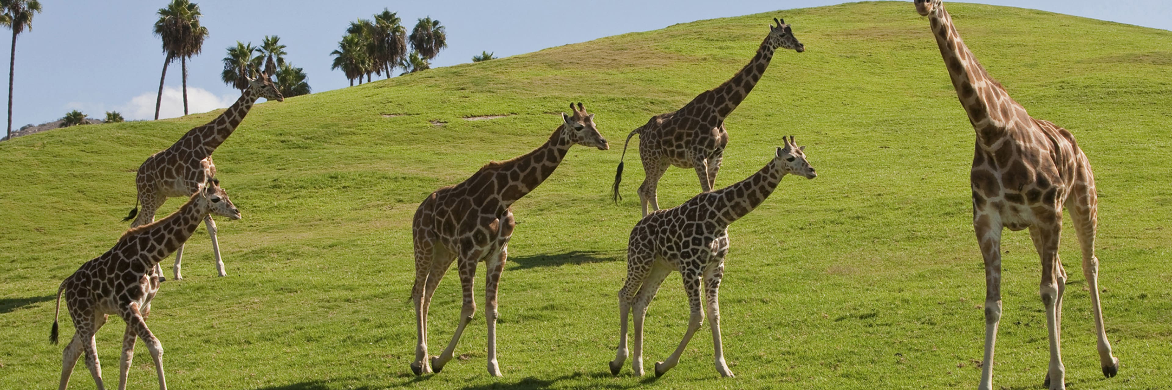 Giraffes