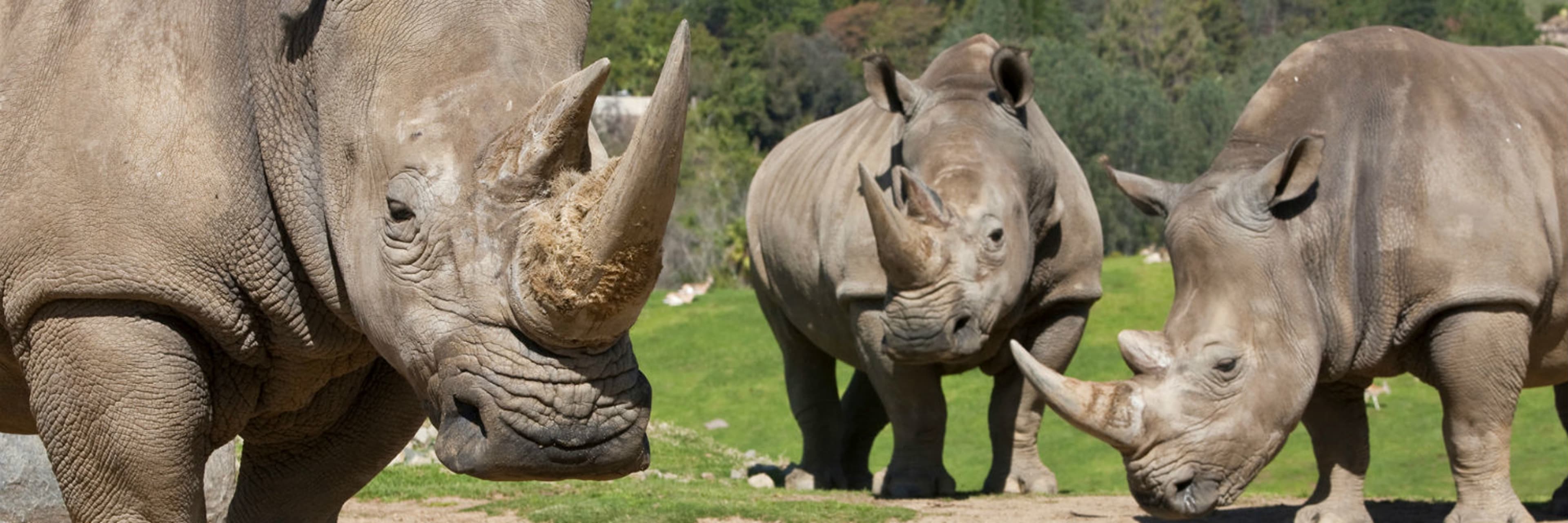 San Diego Zoo Rhinos | GO San Diego Pass