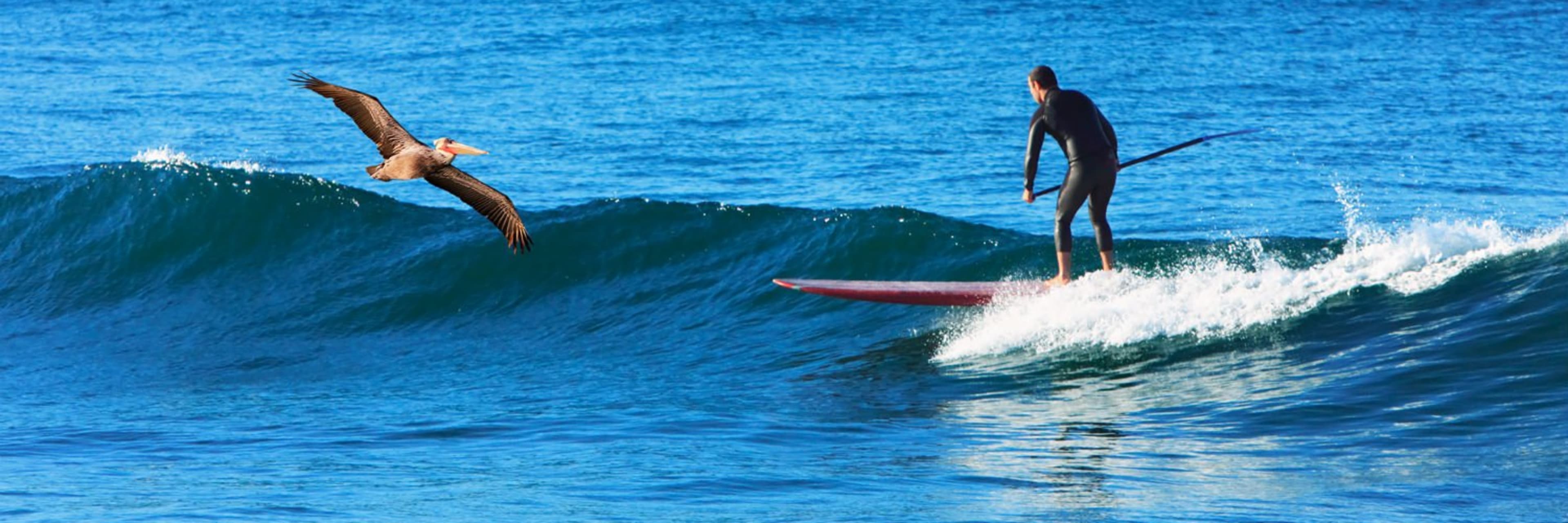 Bike and Kayak Tours La Jolla: Stand-Up Paddleboard Rental