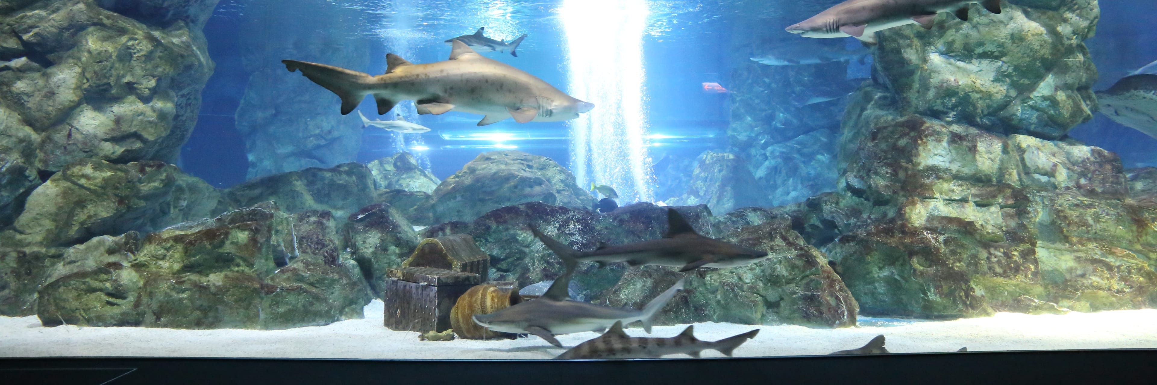 COEX Aquarium