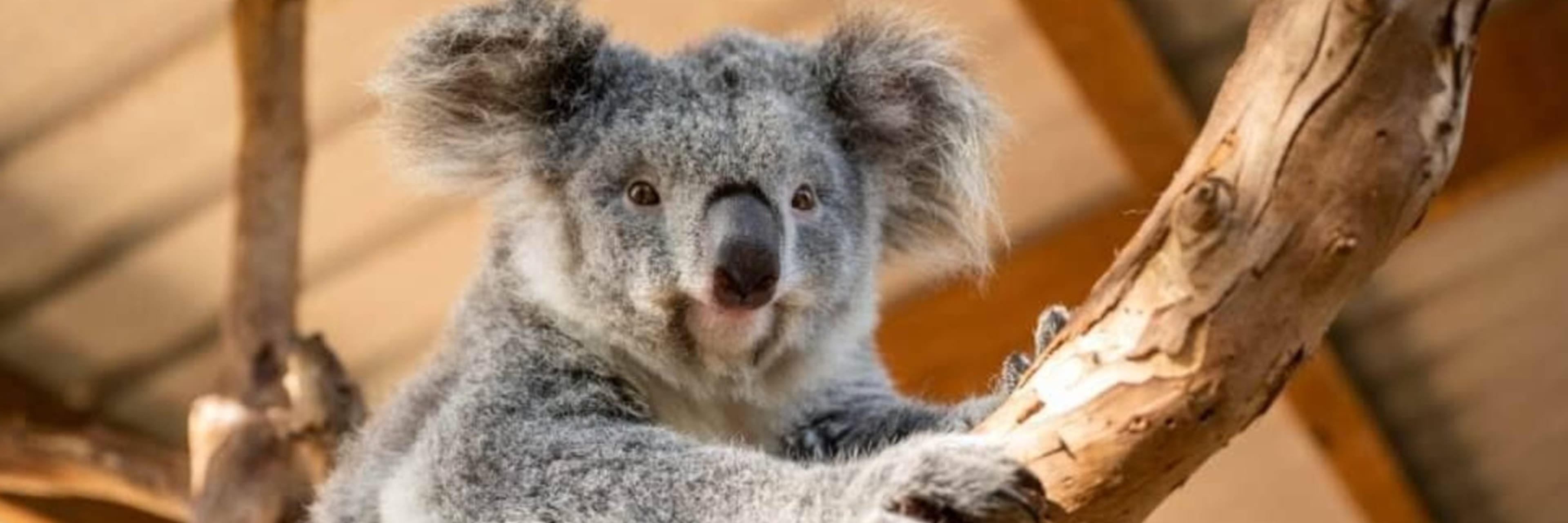 Koala at Featherdale Sydney Wildlife Park 