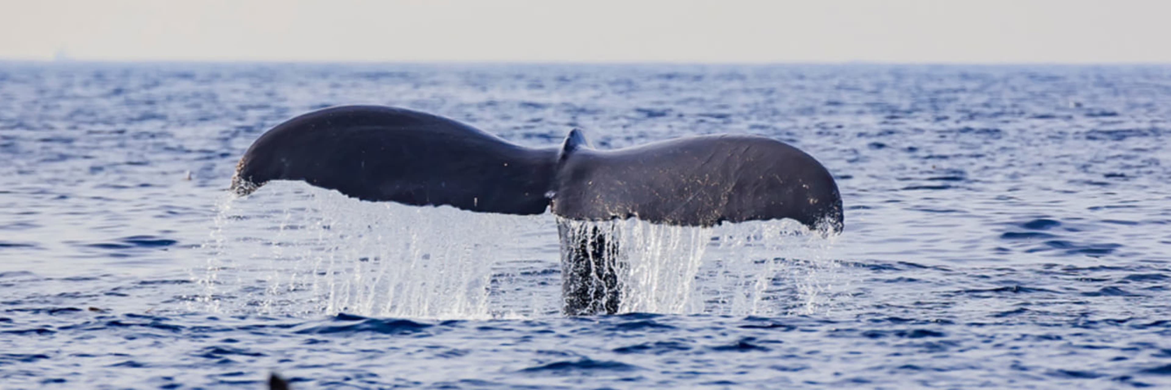 Humpback whale breaching.