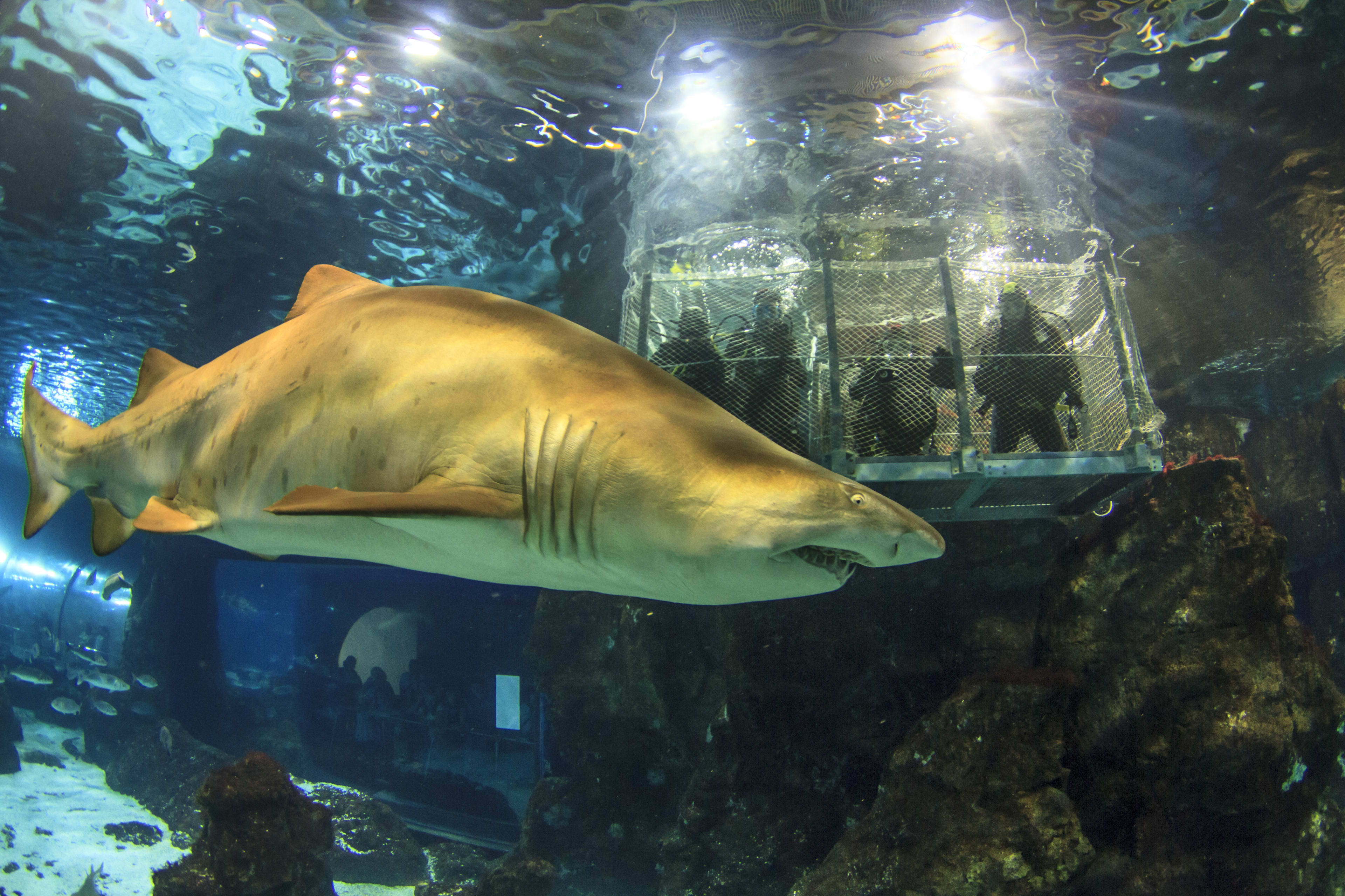 L’Aquàrium de Barcelona