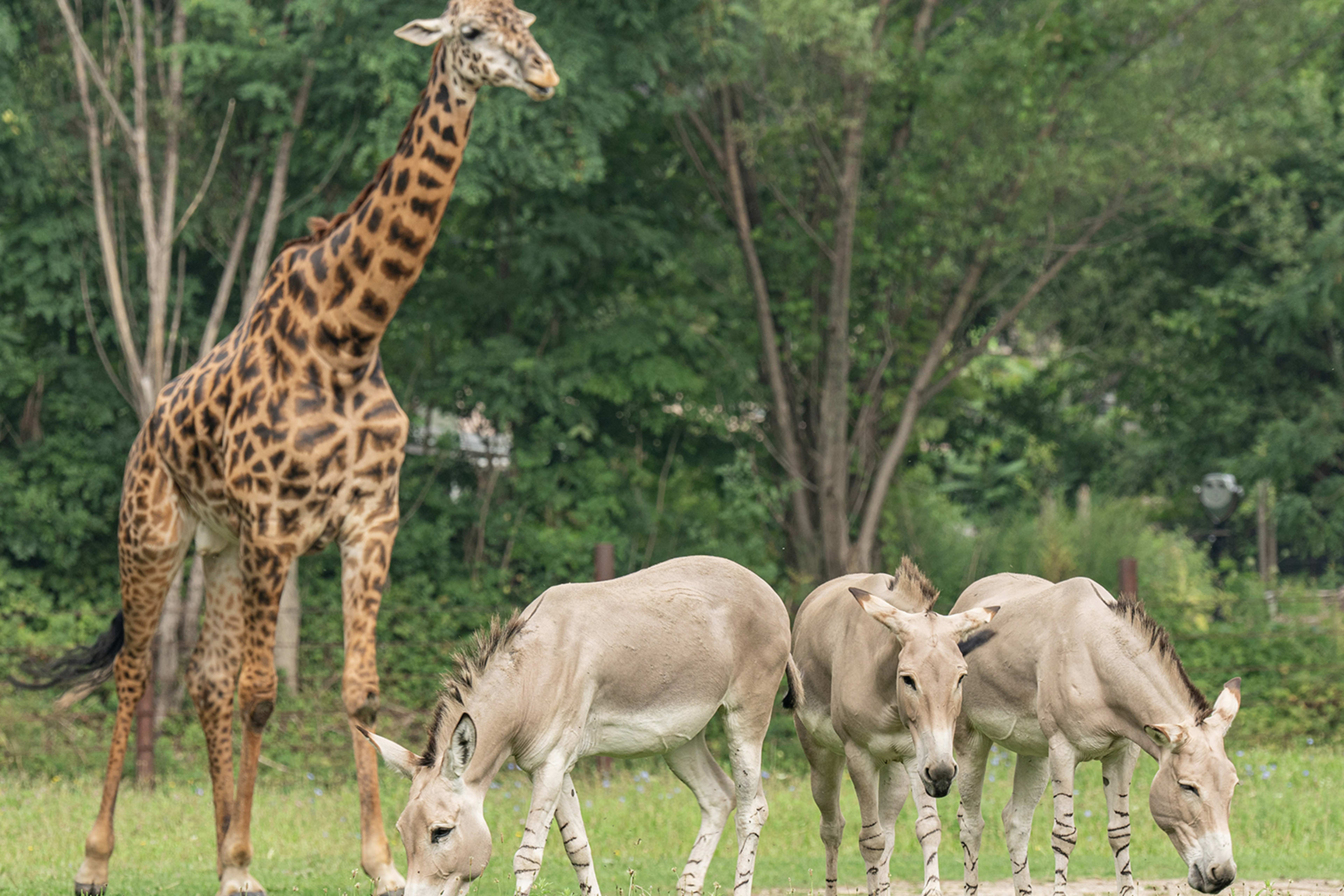 Franklin Park Zoo