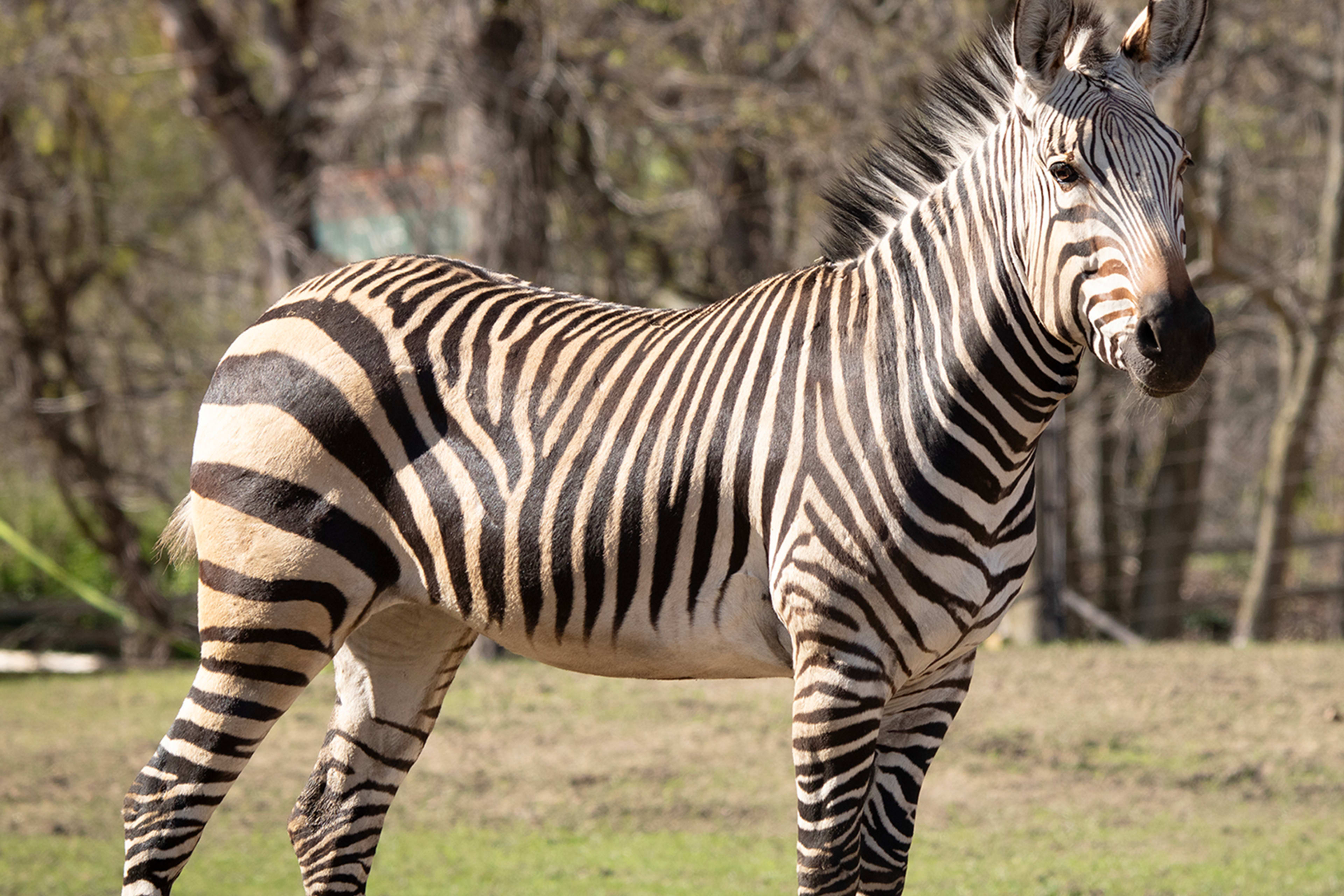 Franklin Park Zoo