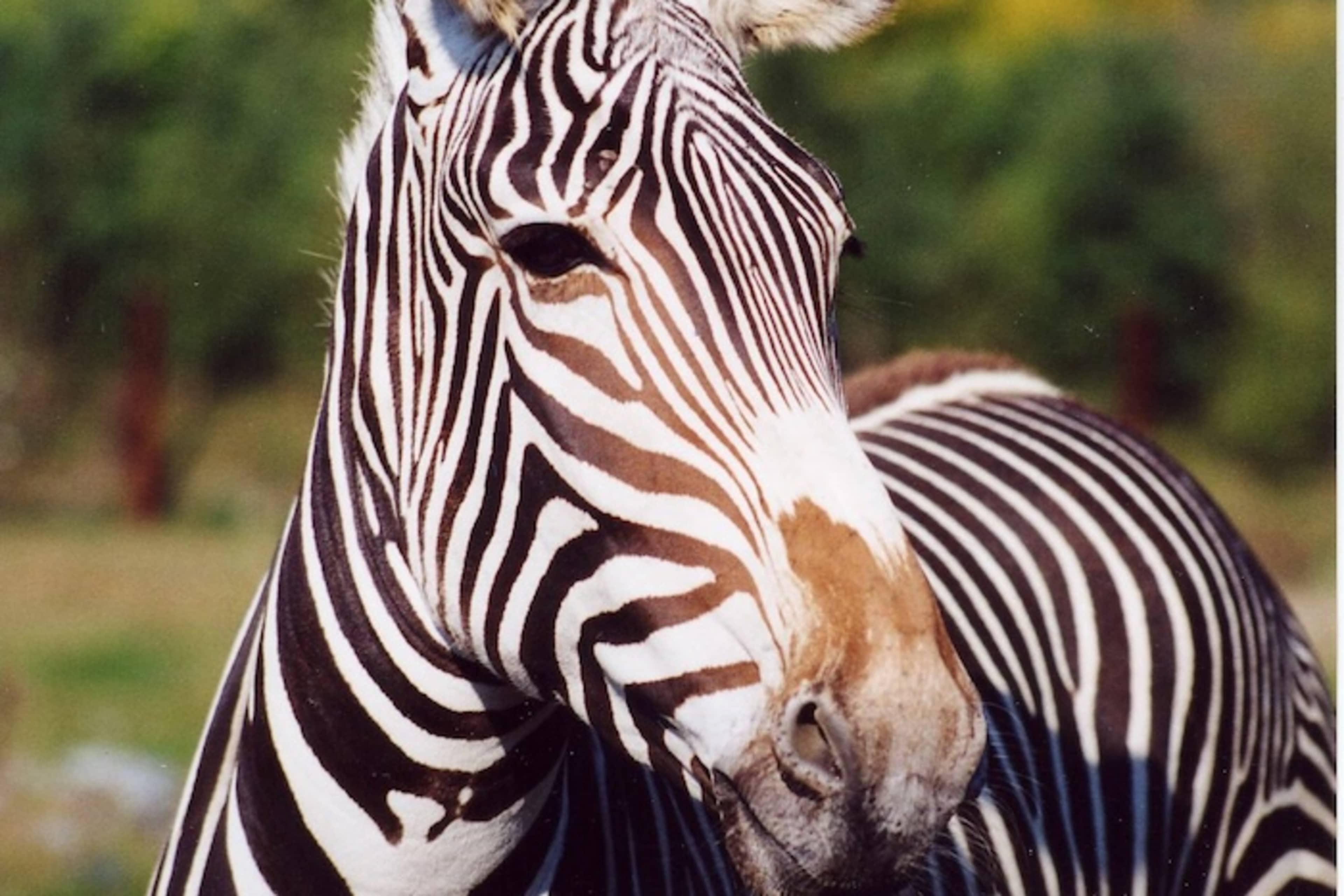Franklin Park Zoo