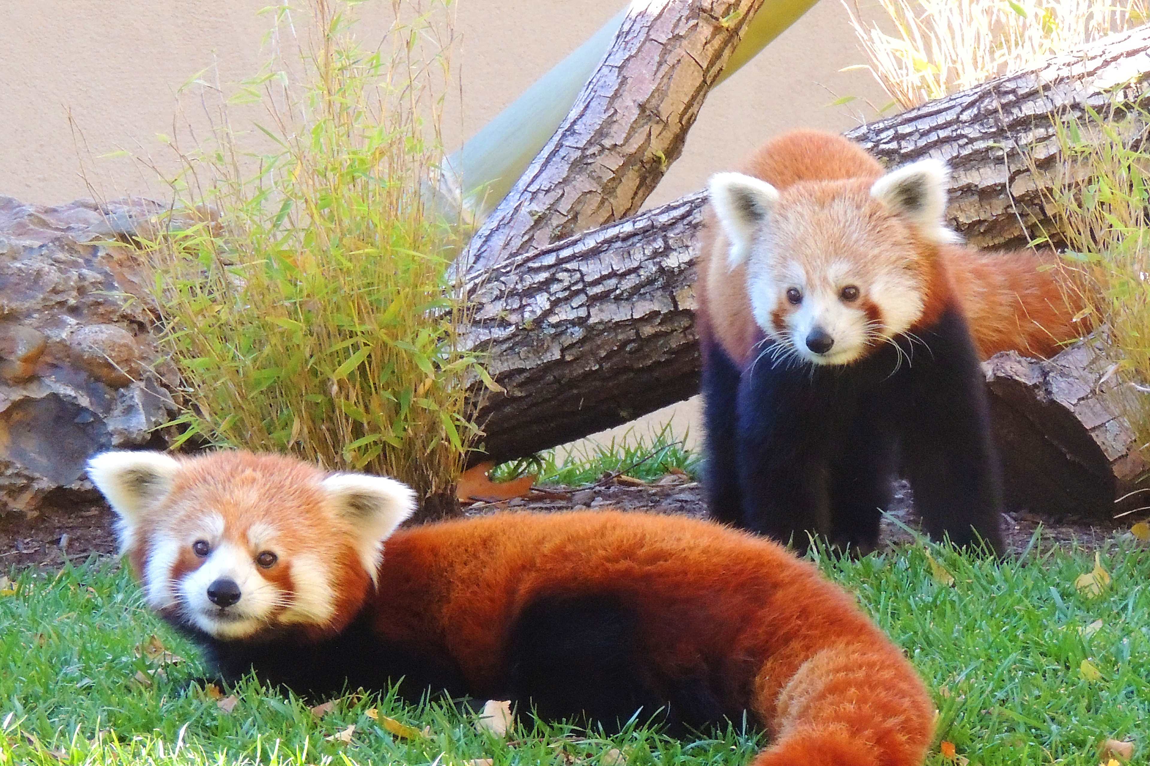 Franklin Park Zoo