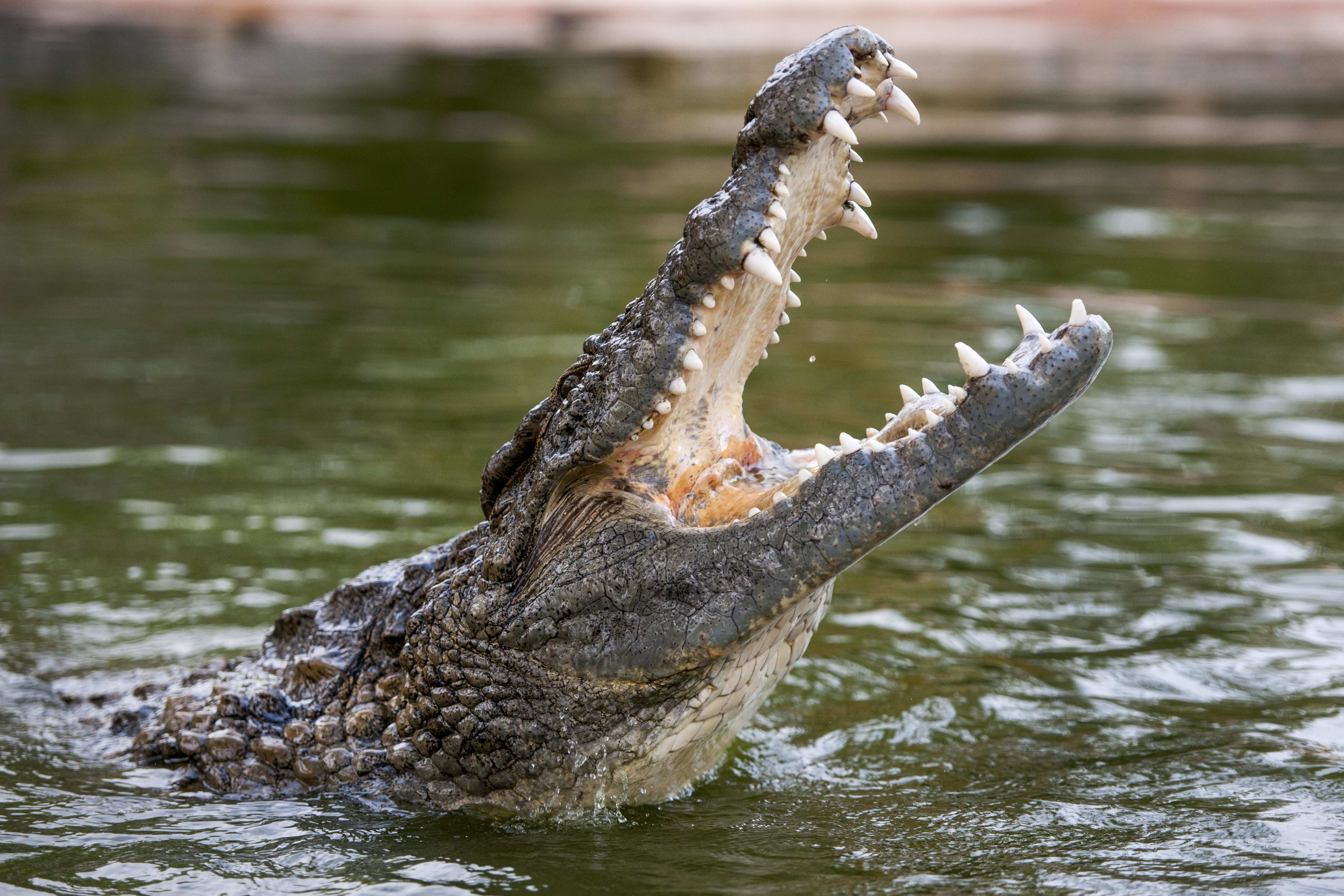 Dubai Crocodile Park