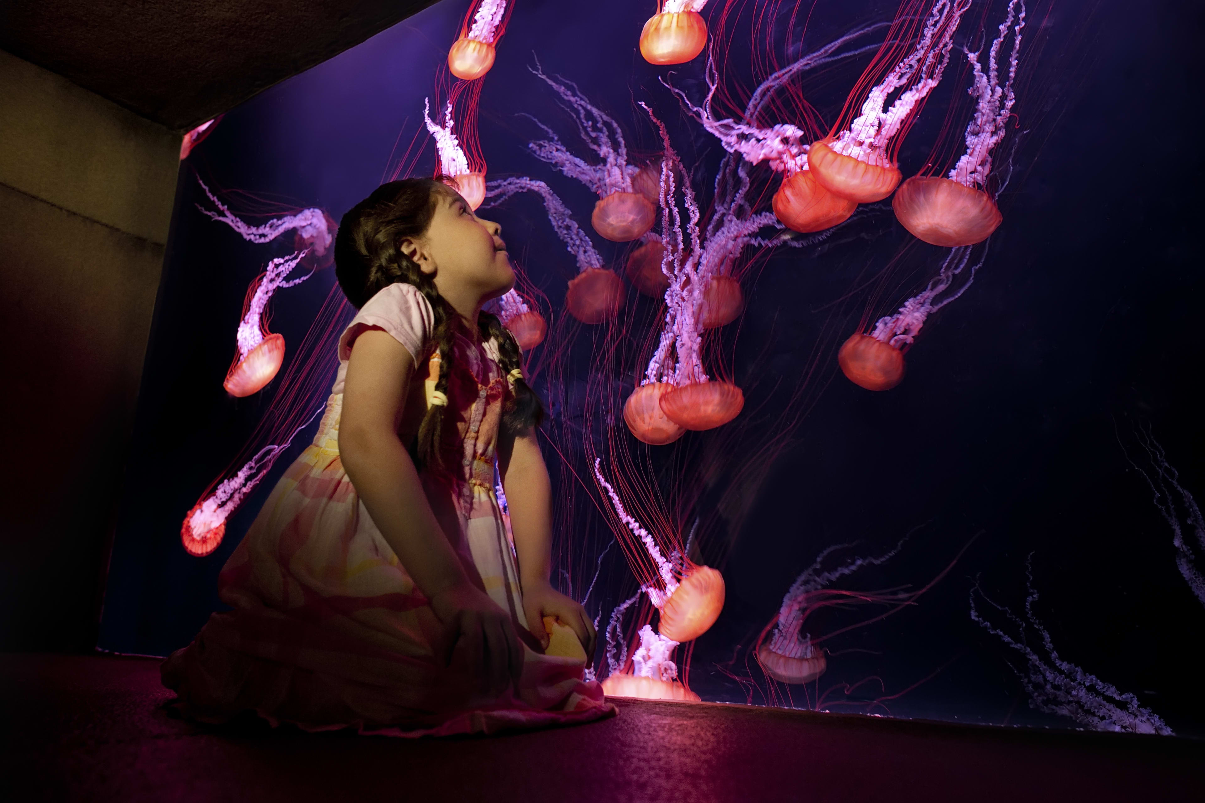 jellyfish