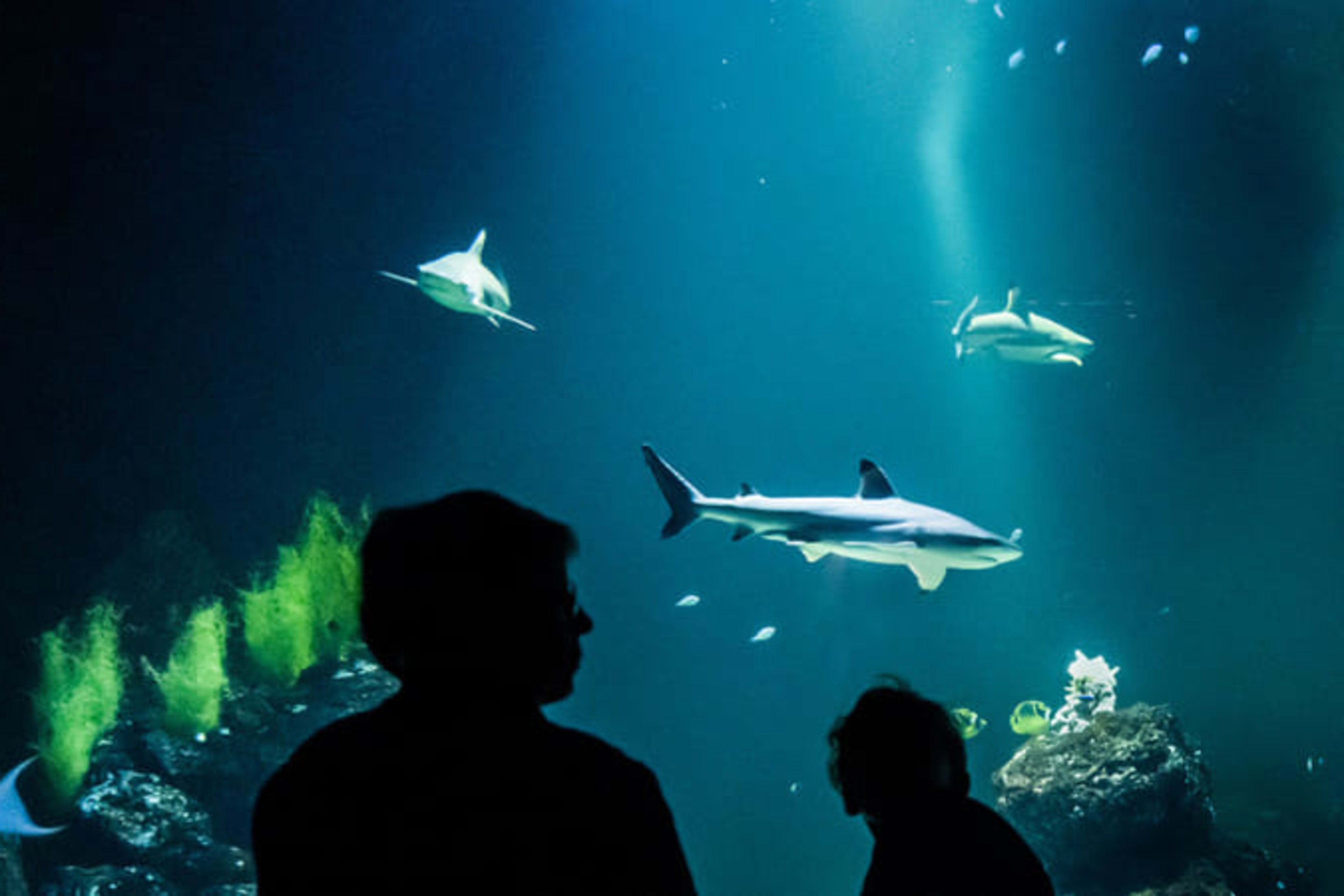 Ocean zone at the Universeum, Gothenburg.