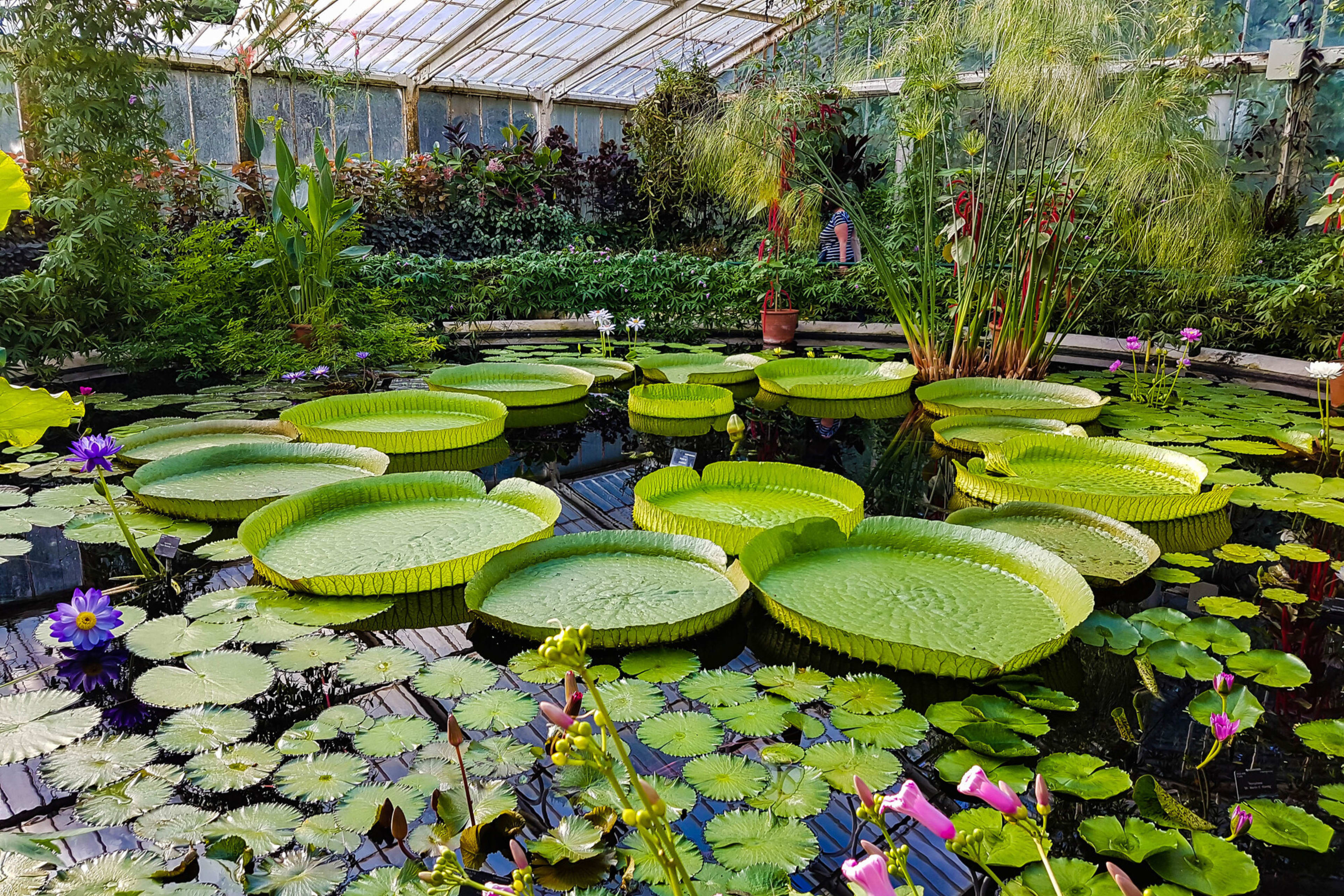 キュー・ガーデン | 割引チケット | The London Pass®