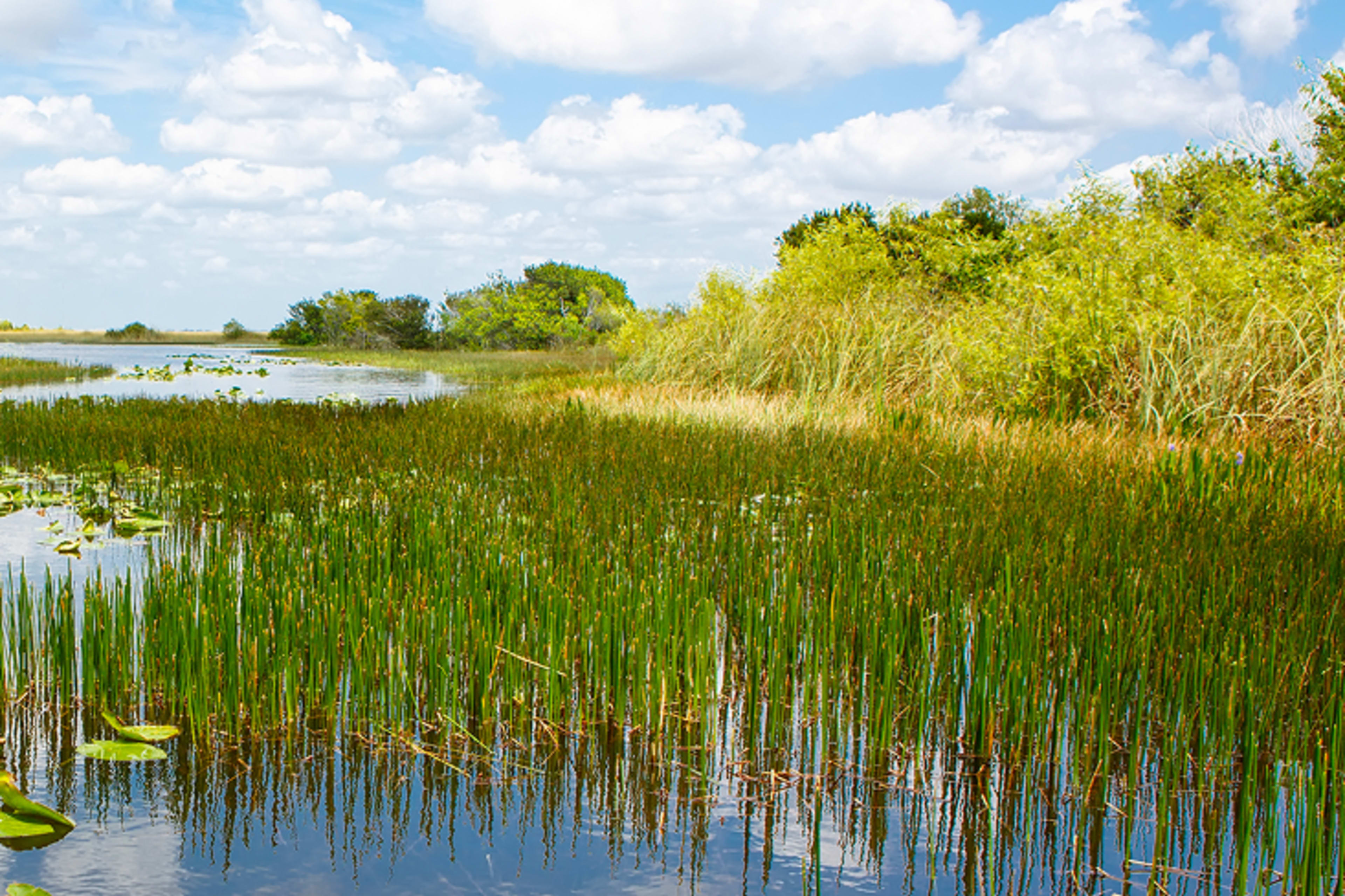 Gray Line Miami: Everglades Airboat Adventure Tour | Go Miami Pass