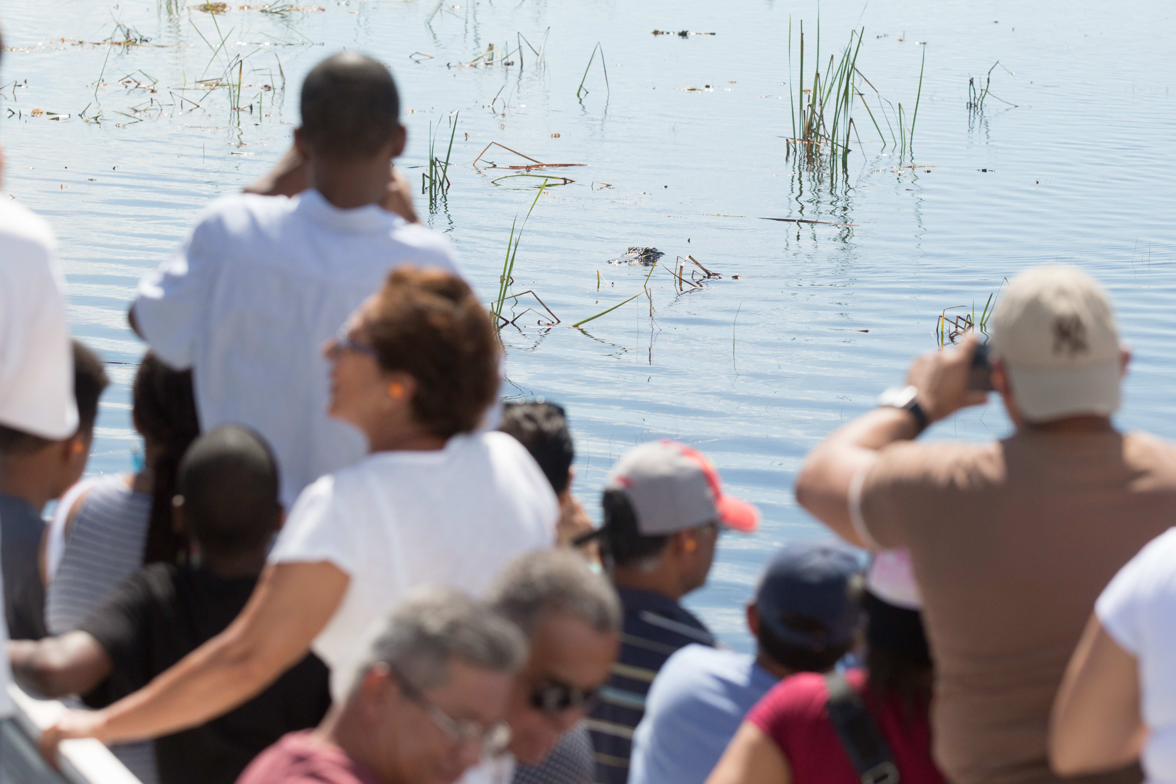Big Bus Miami: Everglades airboat tour
