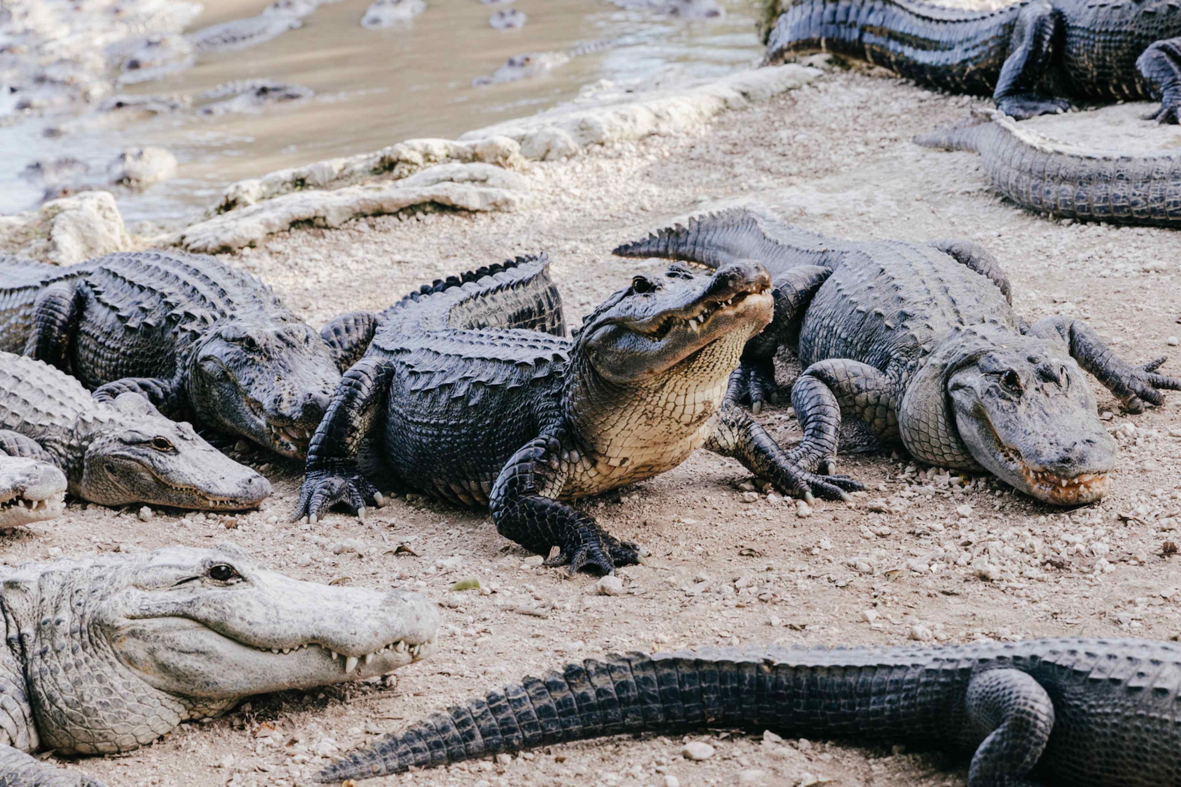 Everglades