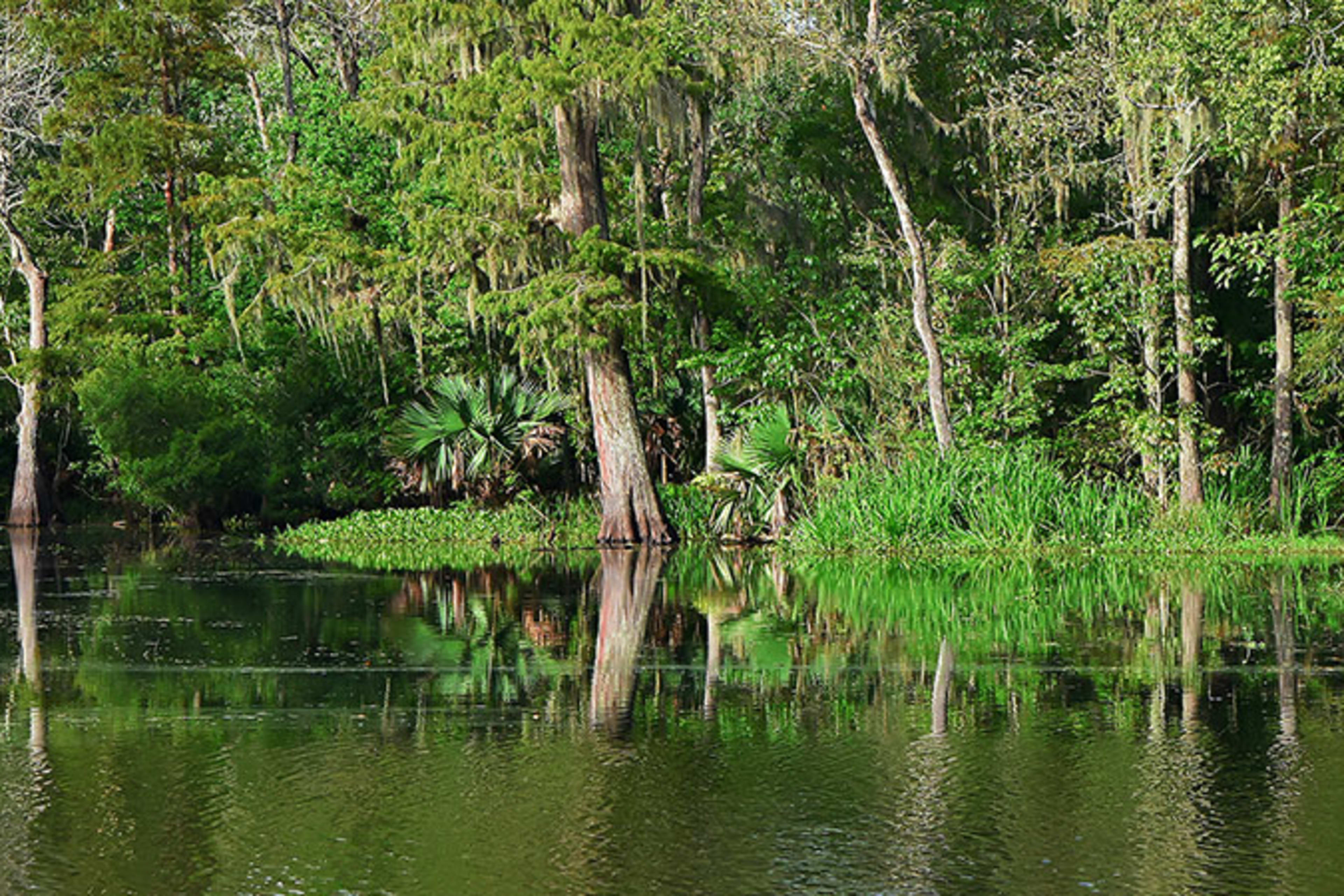 swamp