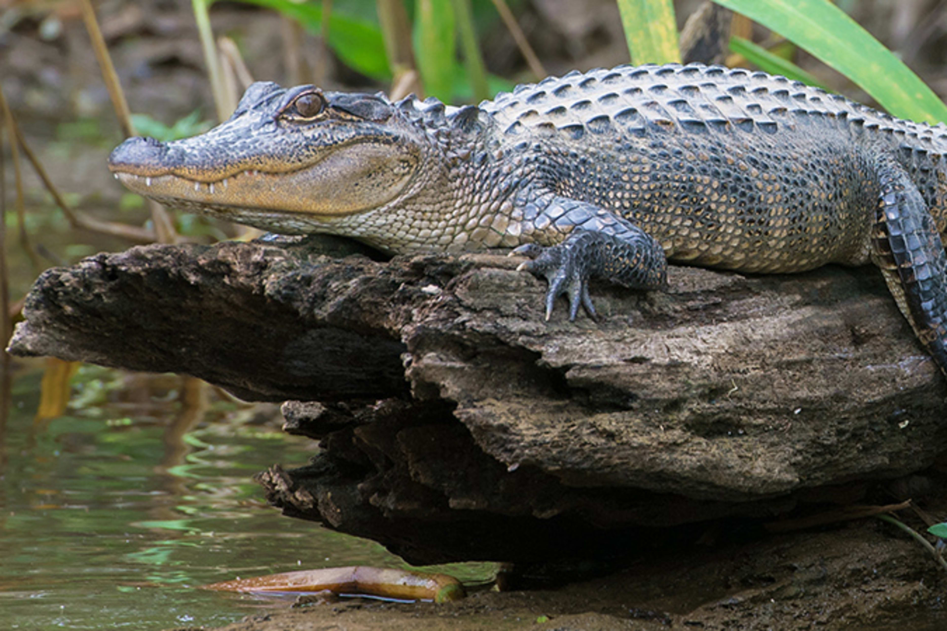alligator