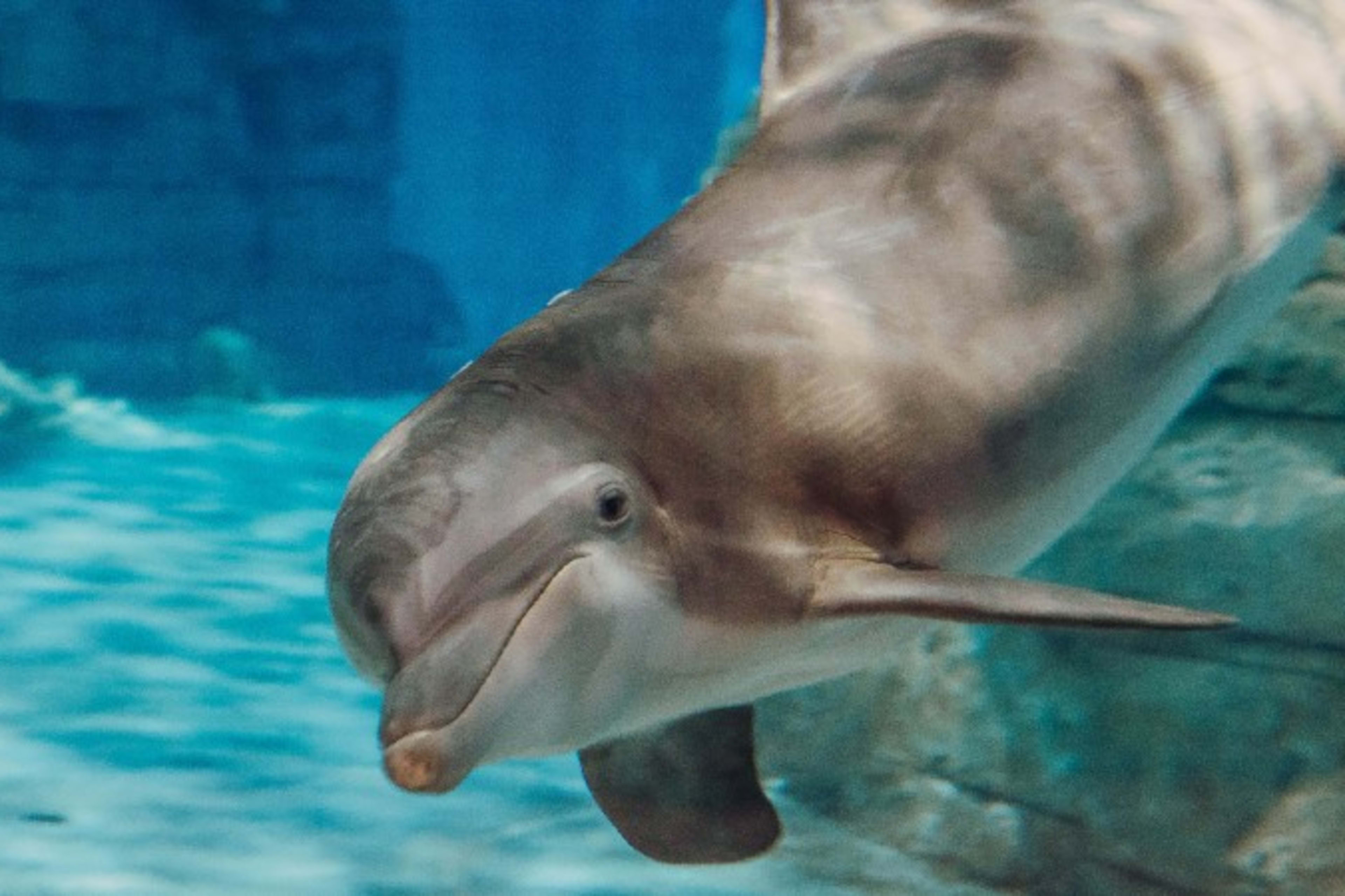 dolphin