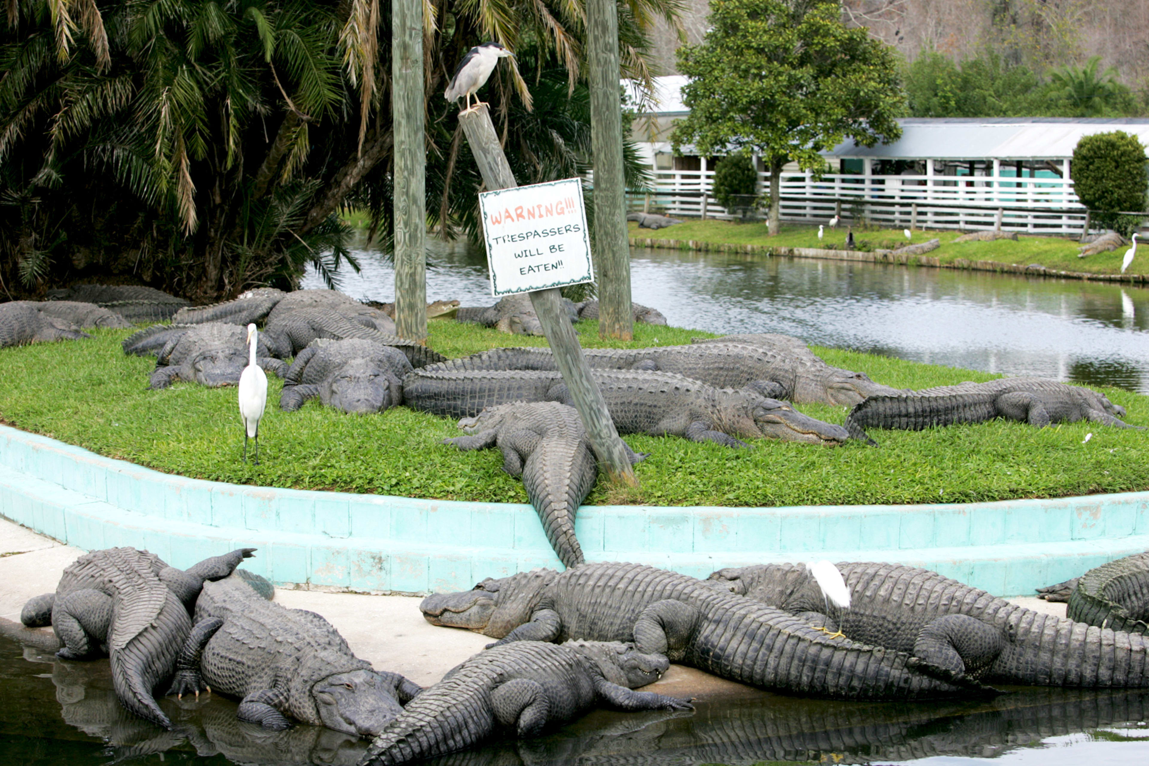 Gatorland: The Alligator Capital of the World