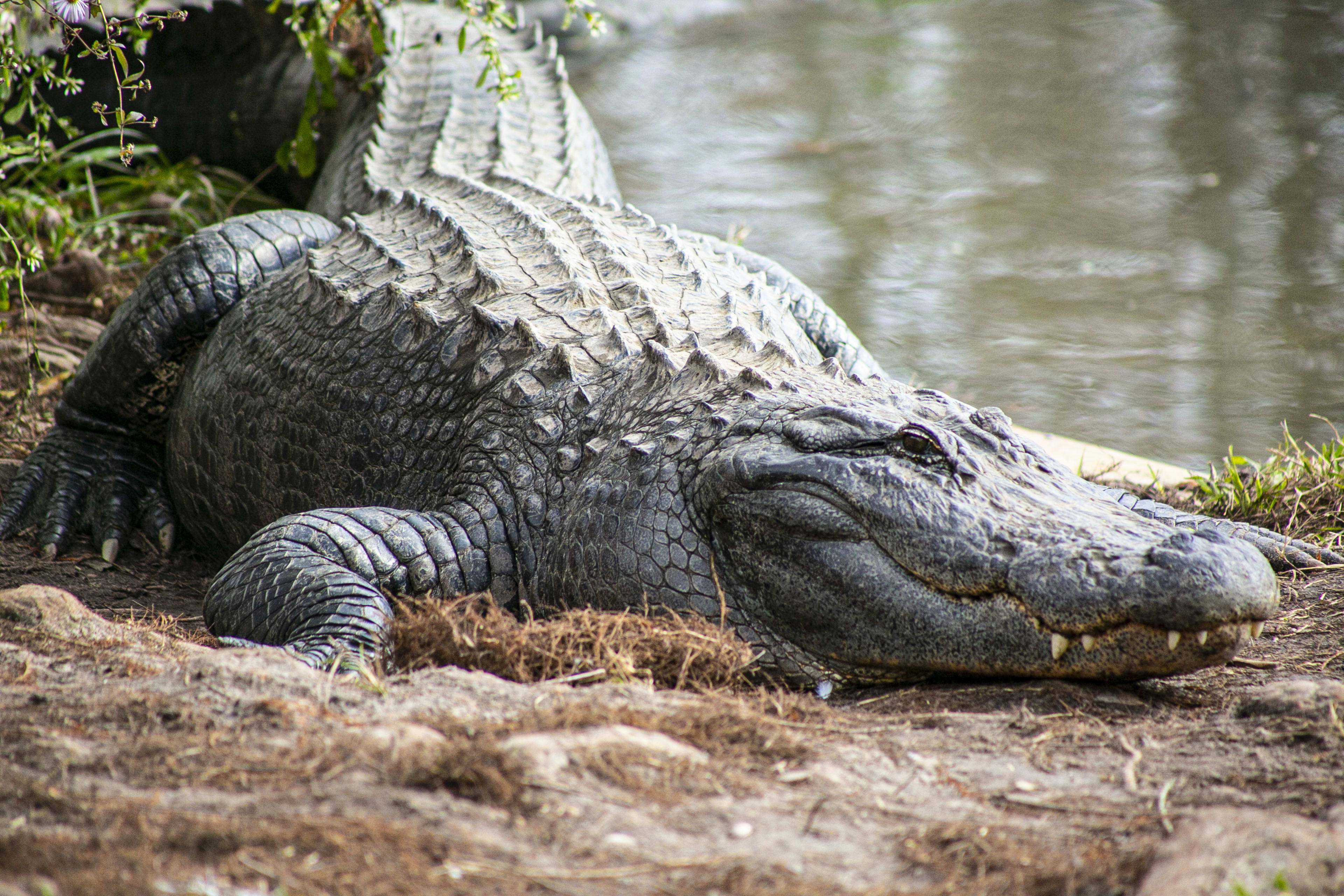 Gatorland