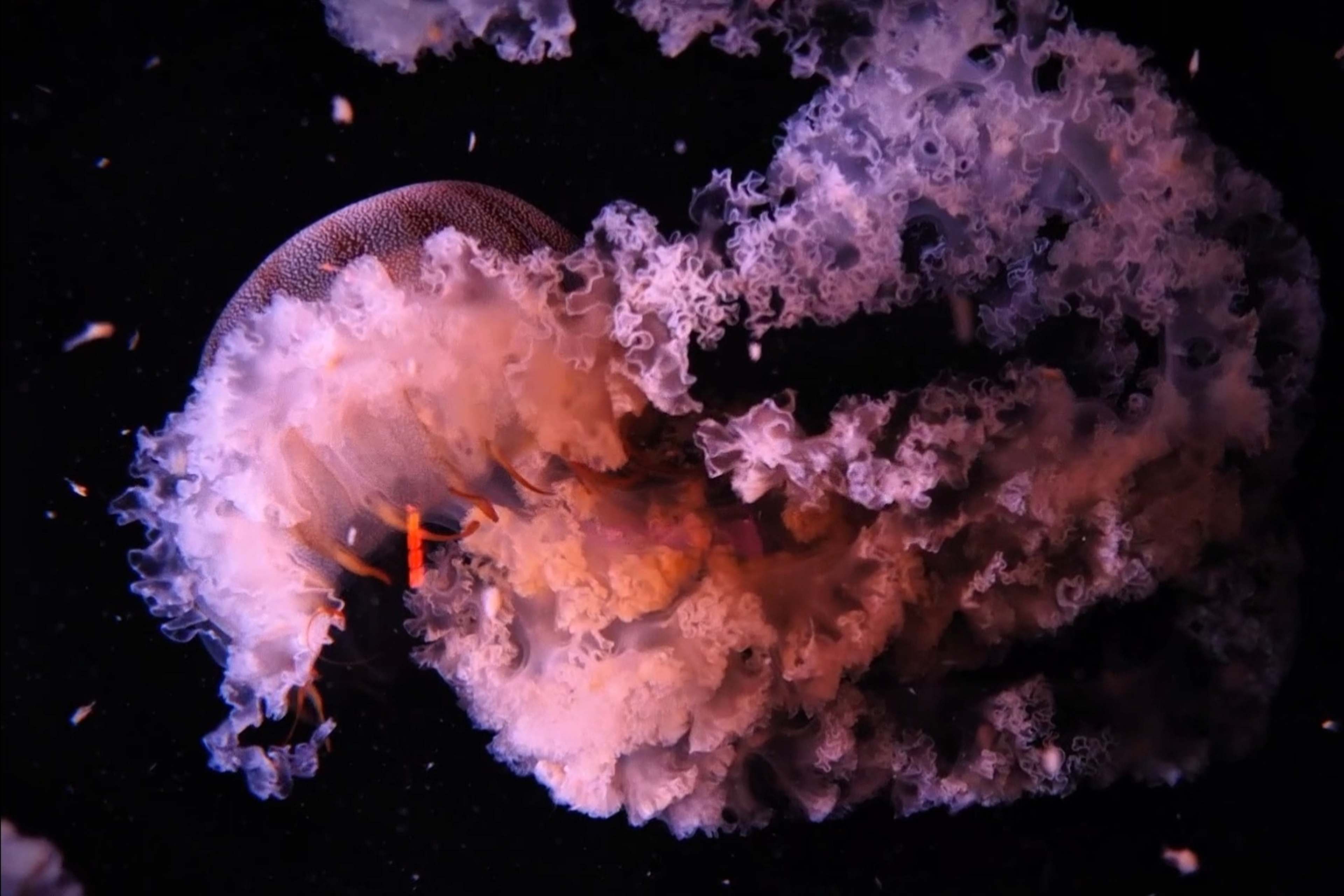Aquarium 