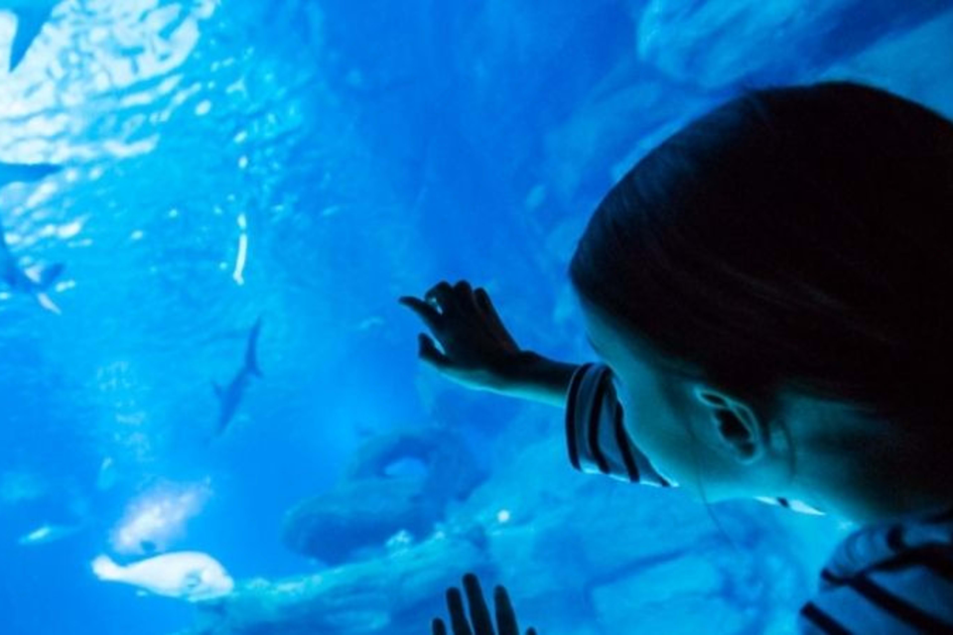 Aquarium 