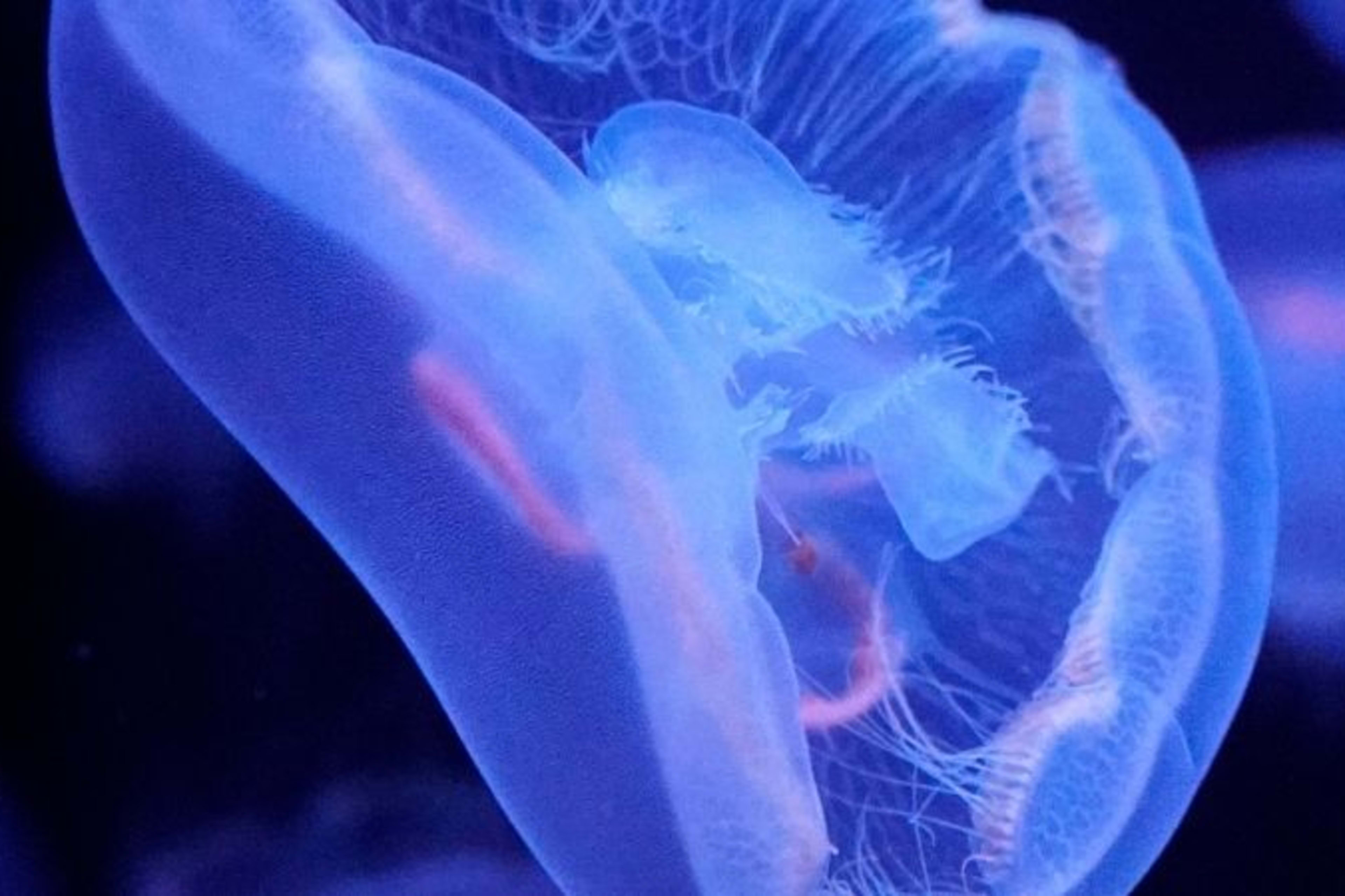 Aquarium 