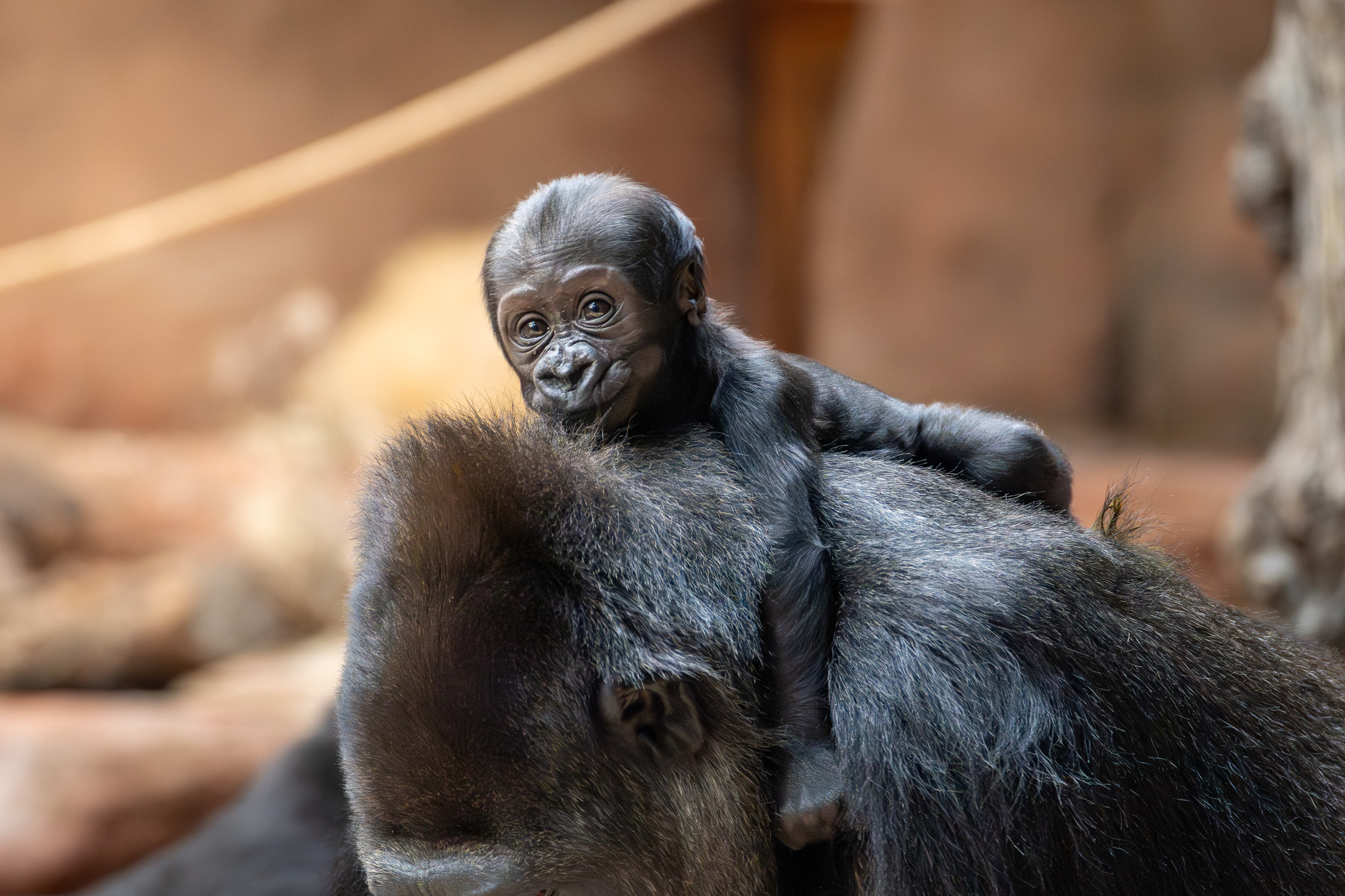 Prague Zoo