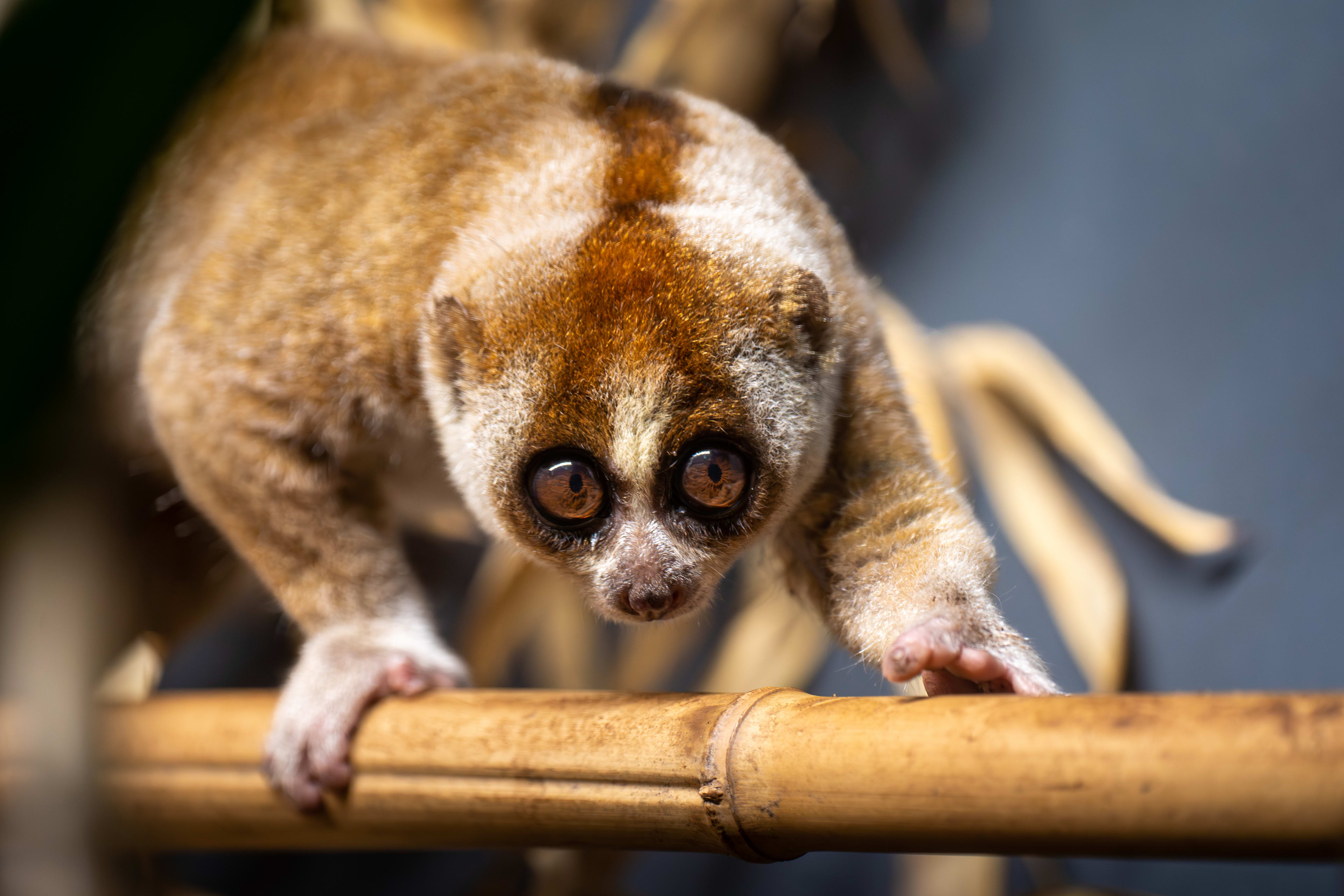 Prague Zoo