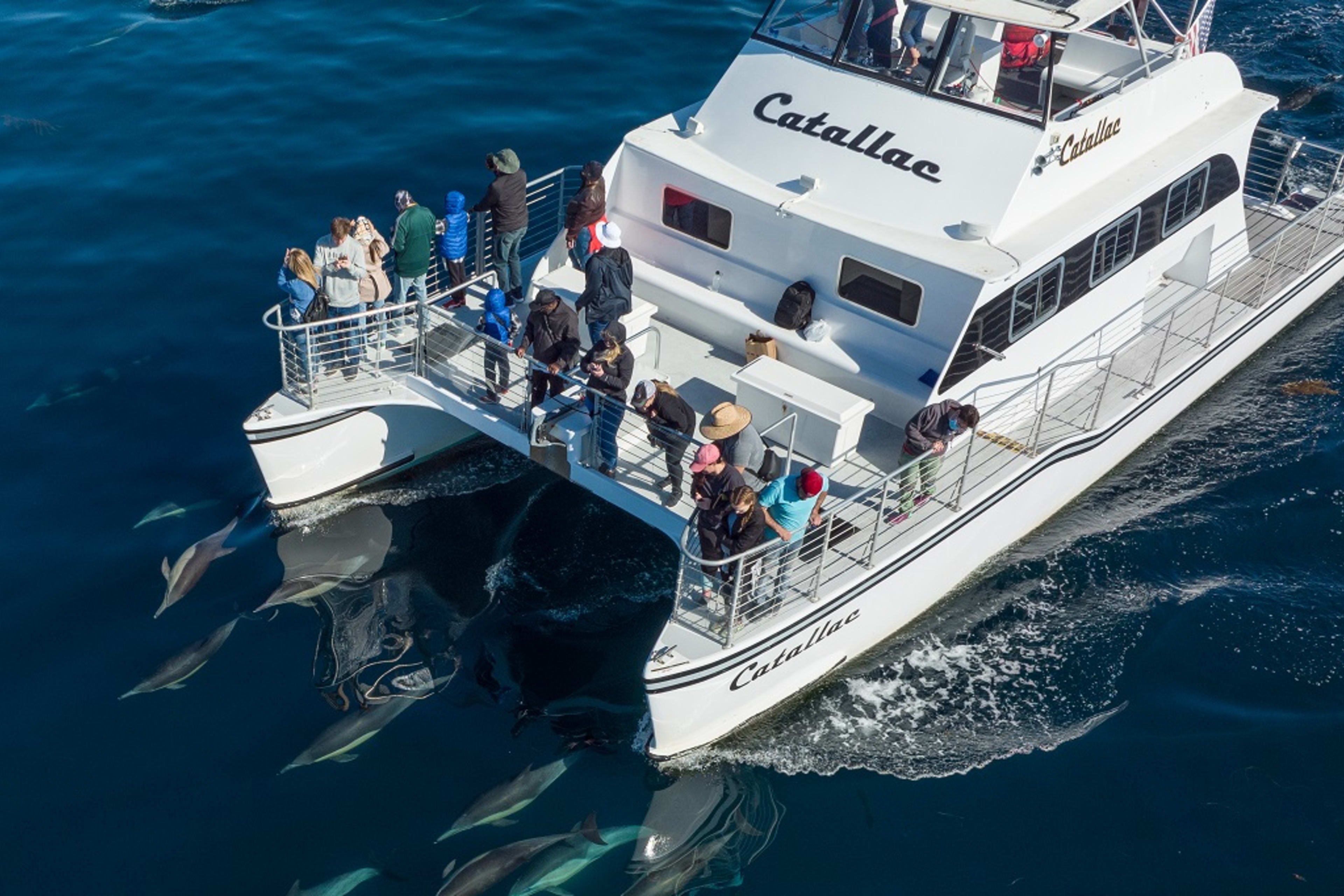 Whale Watching & Dolphin Cruises-Newport Landing