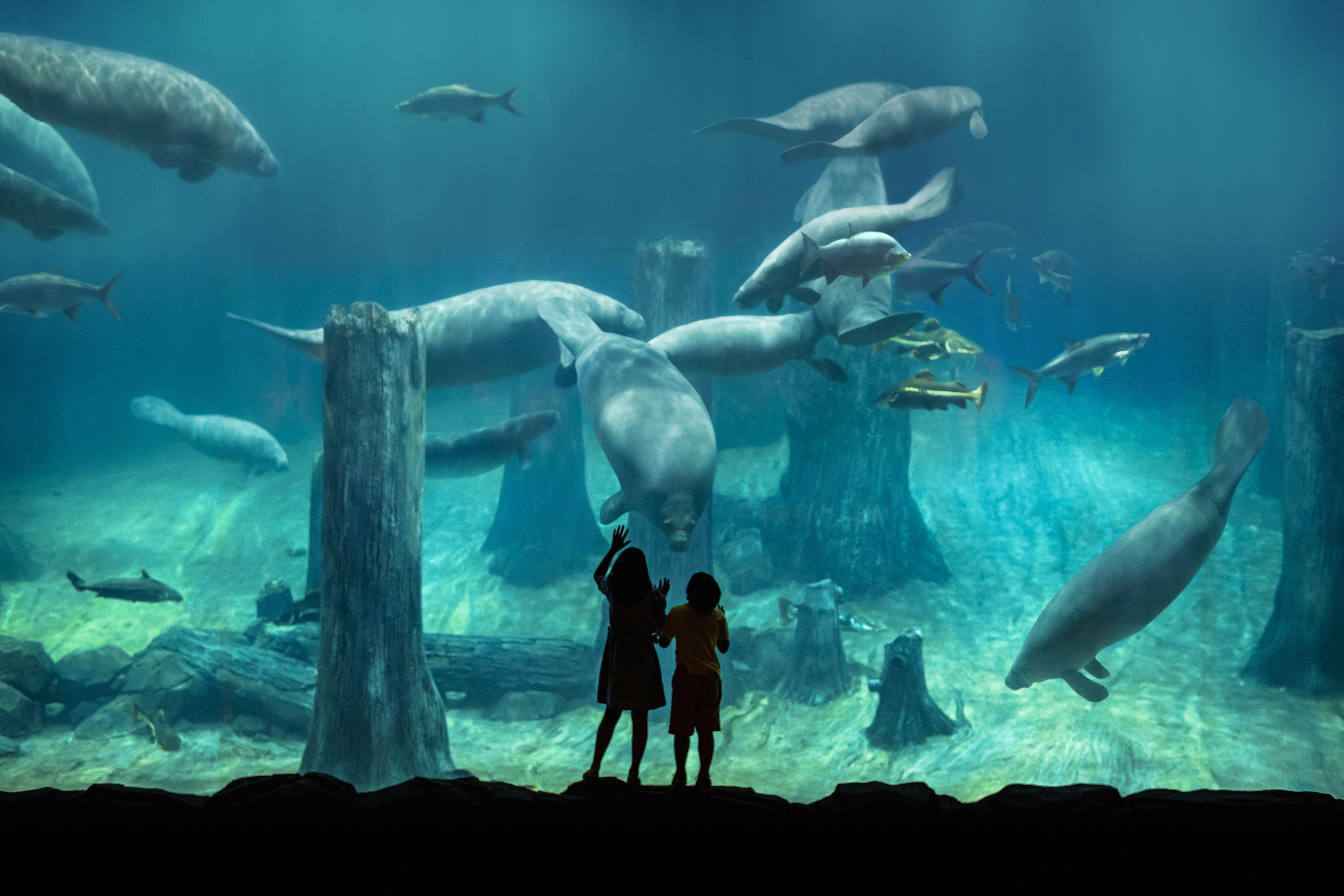 amazon flooded forest