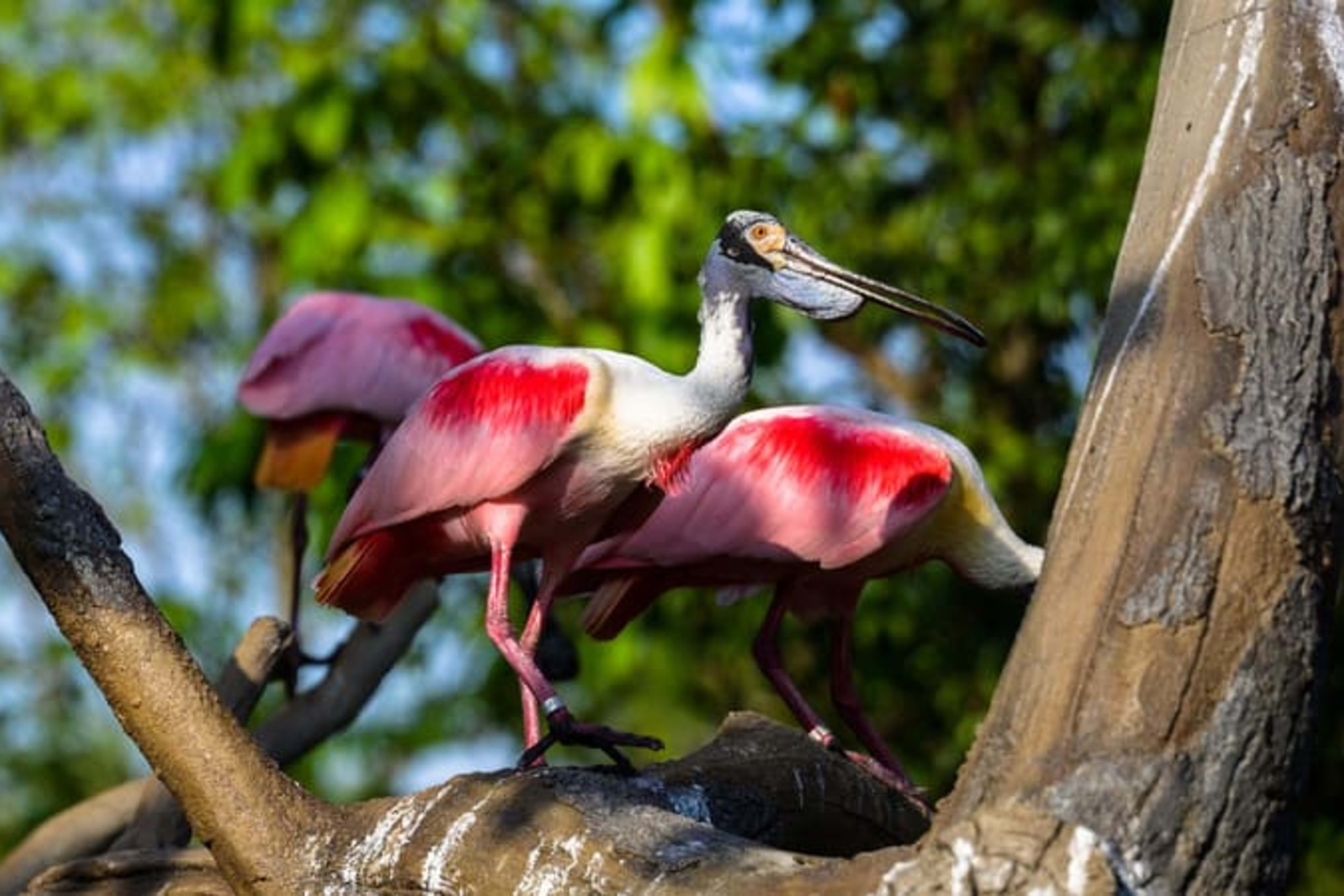 Roseate spoonbills at Bird Paradise in the Mandai Wildlife Reserve, Singapore.