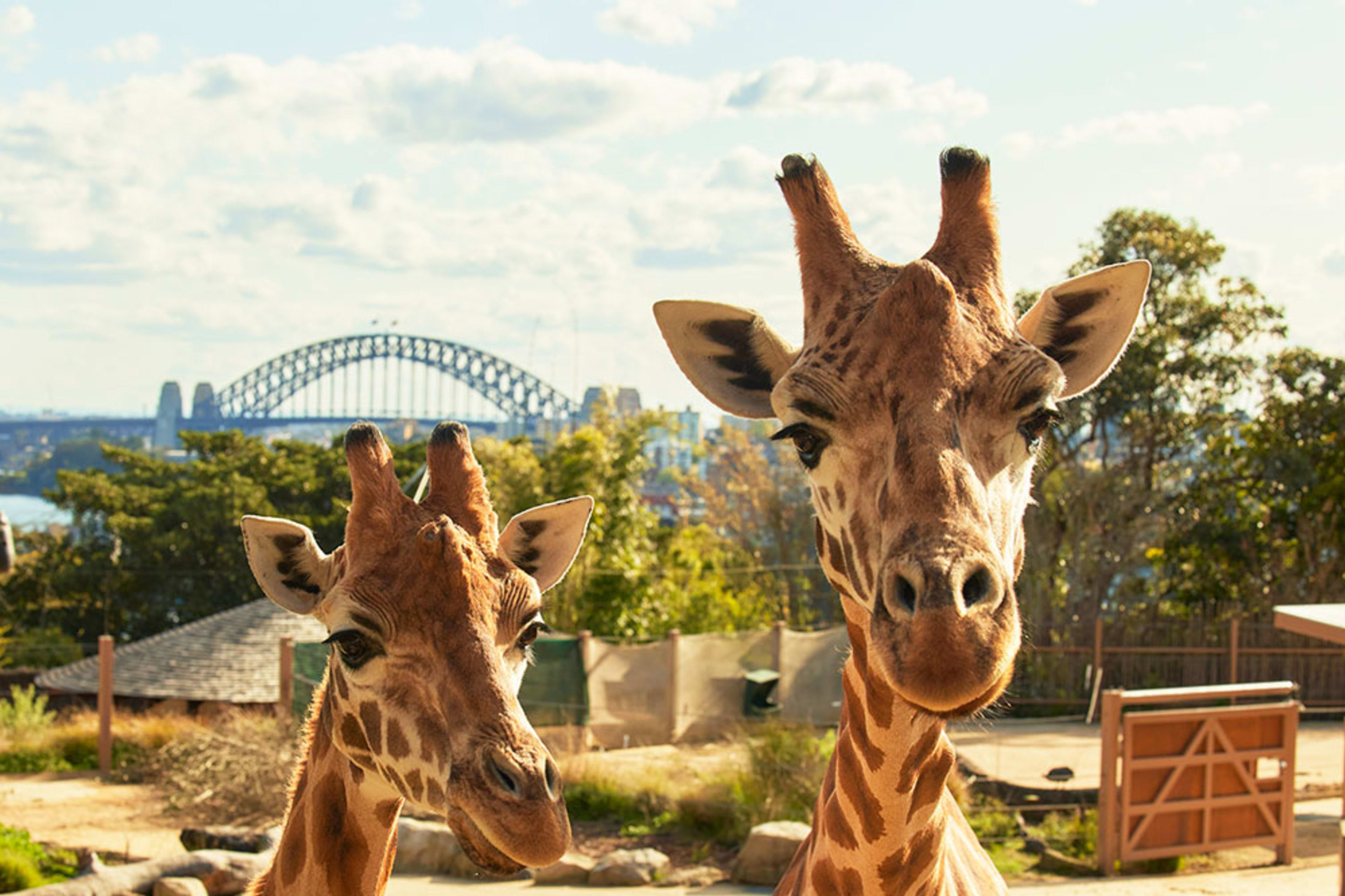 Taronga Zoo