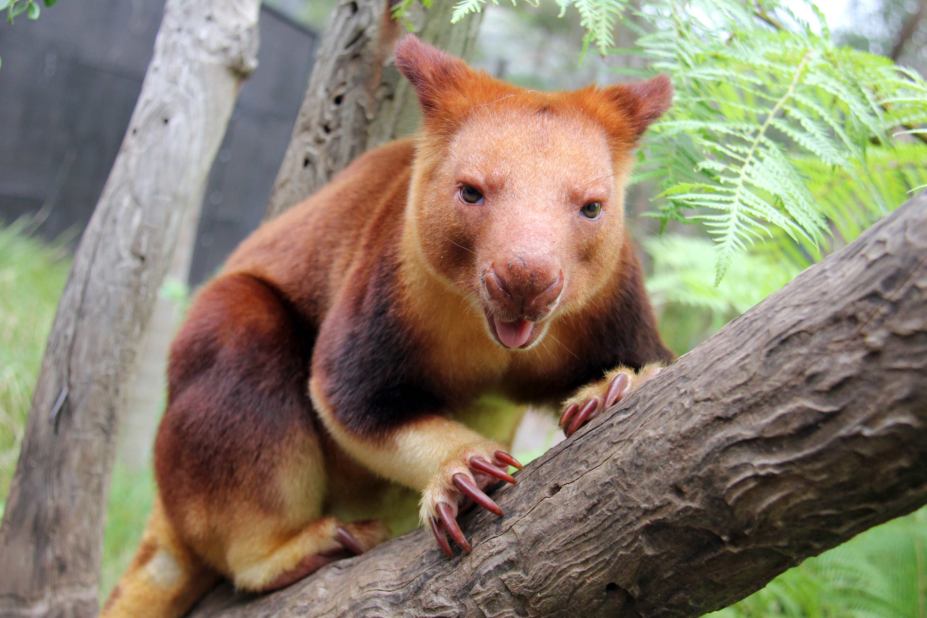 Taronga Zoo