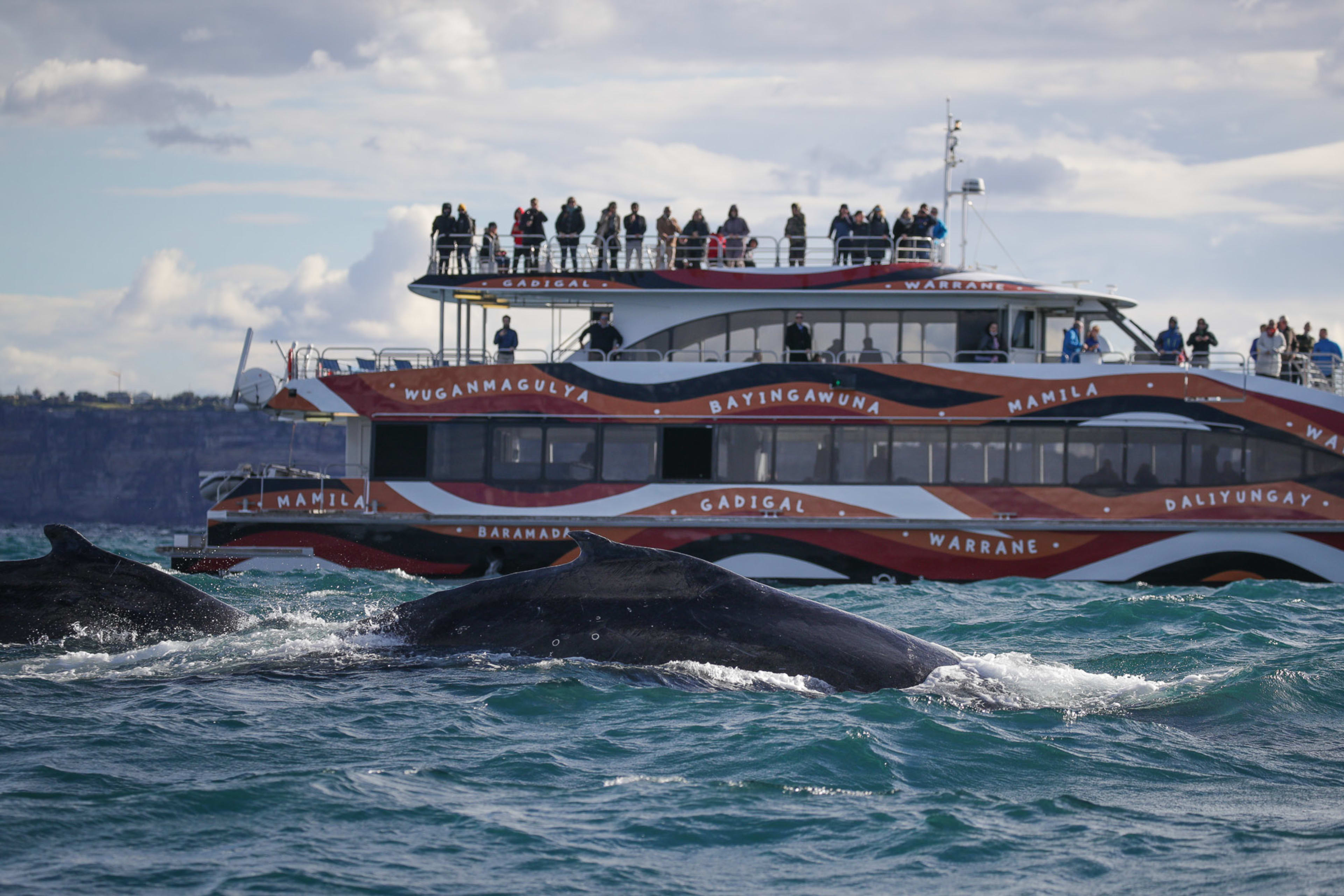 two-hour-whale-watching-cruise