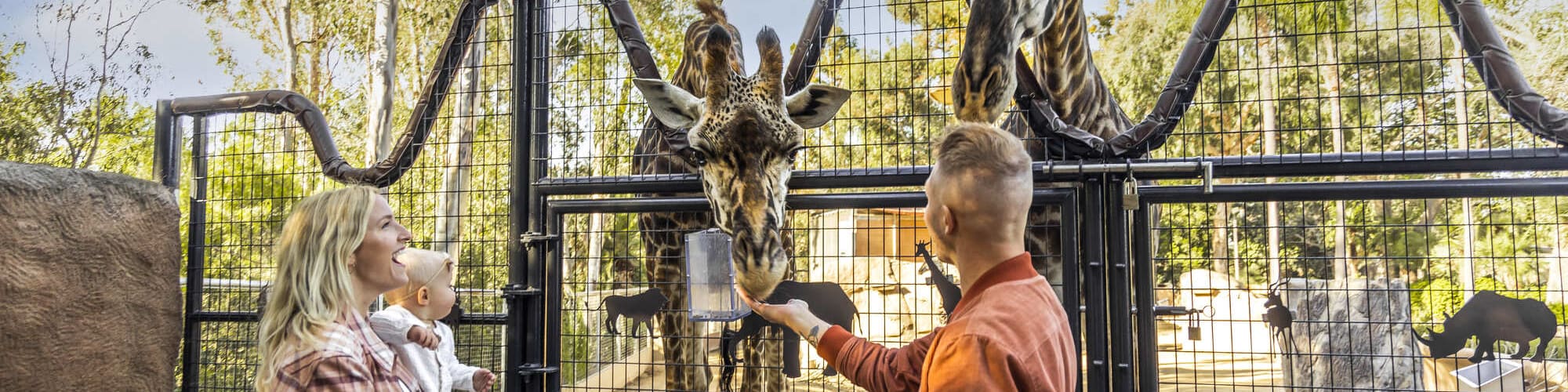 Ein Mann im Zoo steht am Giraffengehege