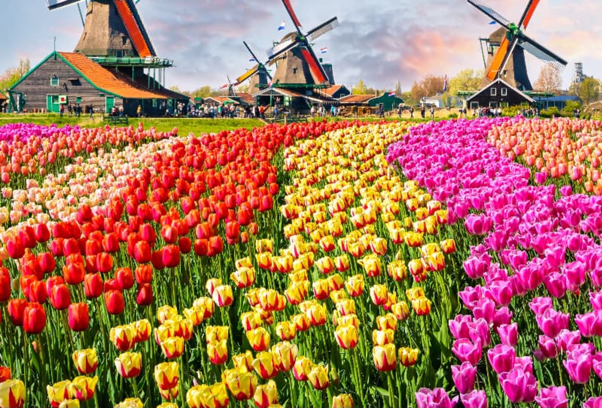 Three windmills over a field of tulips