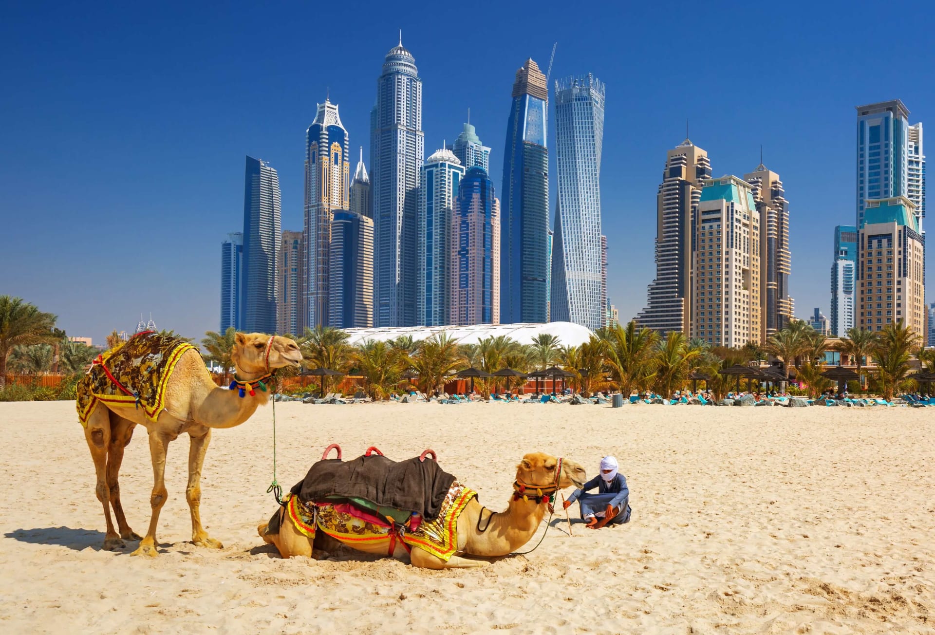 Camels on the beach in front of Dubai's downtown skyscrapers