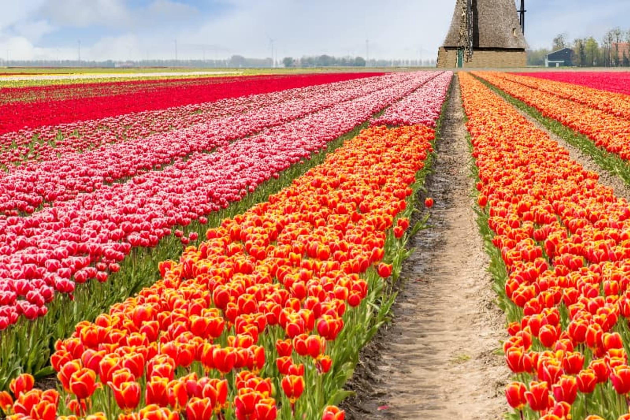 Windmill and hot hair balloons over a field of tulips