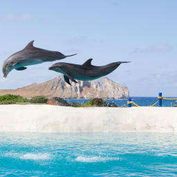 Sea Life Park, Hawaii