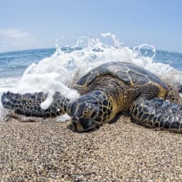 A green sea turtle in Hawaii.