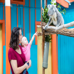 Baby pointing at Koala