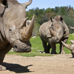 San Diego Zoo Rhinos | GO San Diego Pass