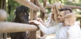 Family petting a horse